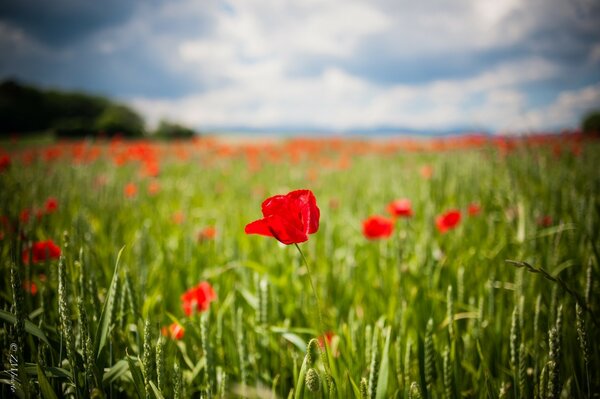 Red flowers under the sun in the field