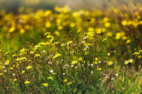 Gelbe Wildblumen im Gras