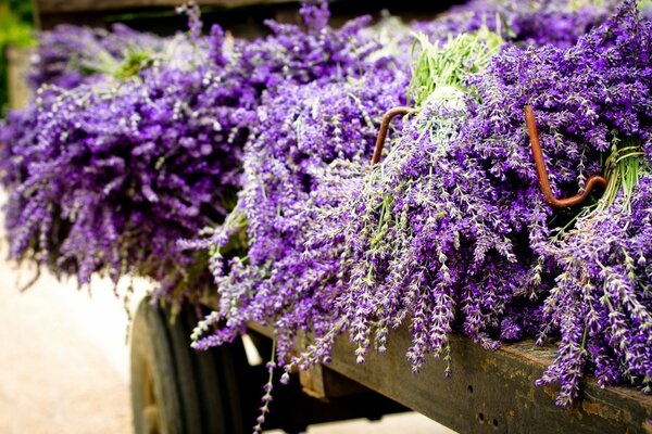 Fiori viola simili a lillà