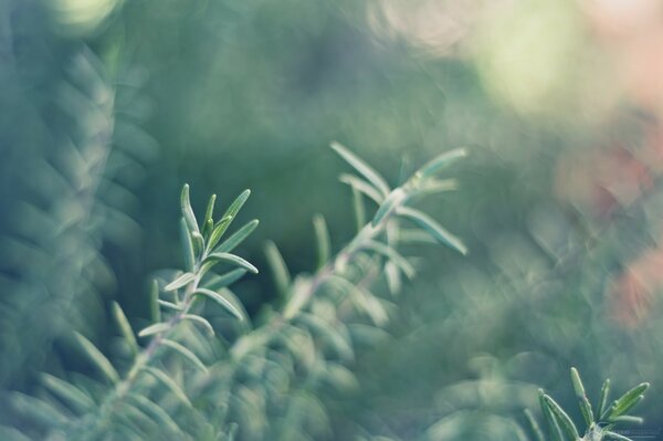 Delicate sprigs of fragrant rosemary