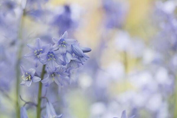 Petites fleurs d une douce cloche