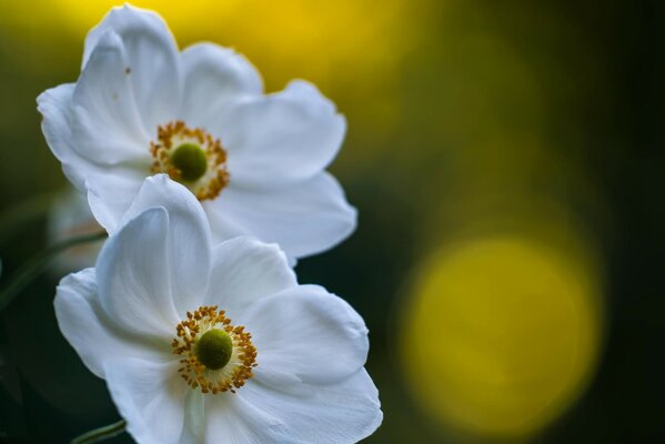 Macro mondo dei fiori bianchi