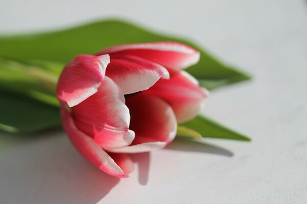 A pink tulip is lying on the table