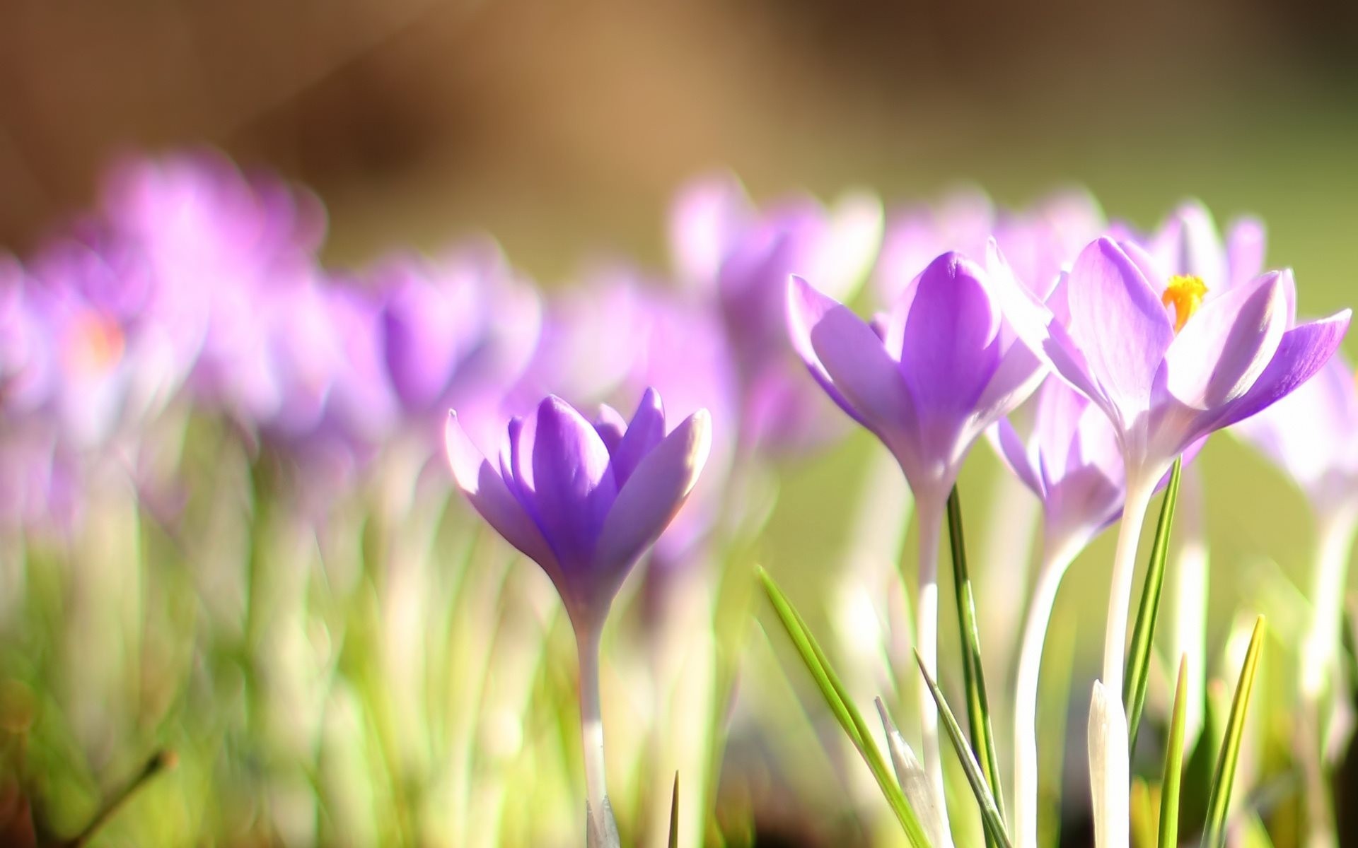 viola bokeh primavera maltempo