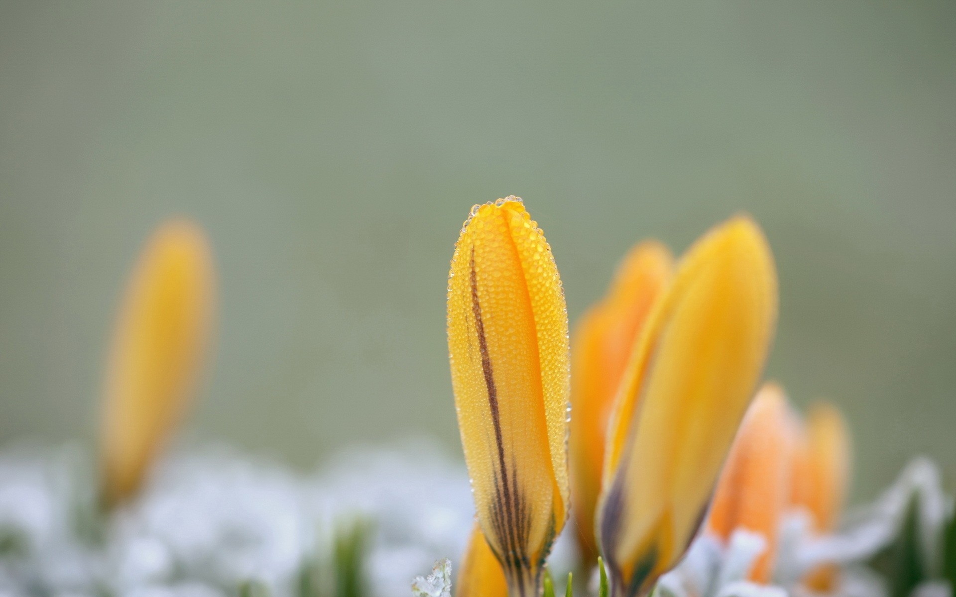 macro cae flores