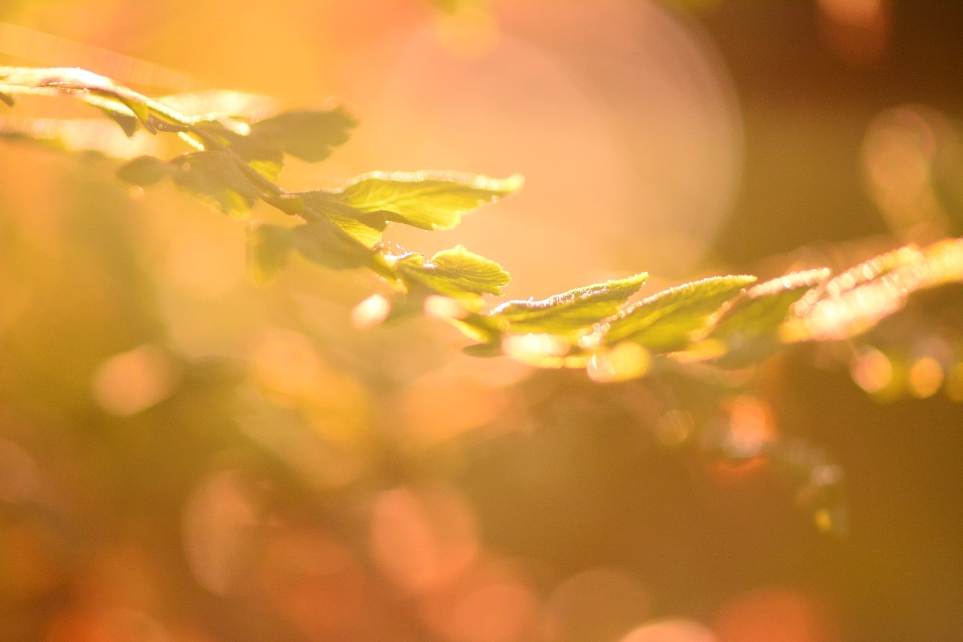 el sol el árbol