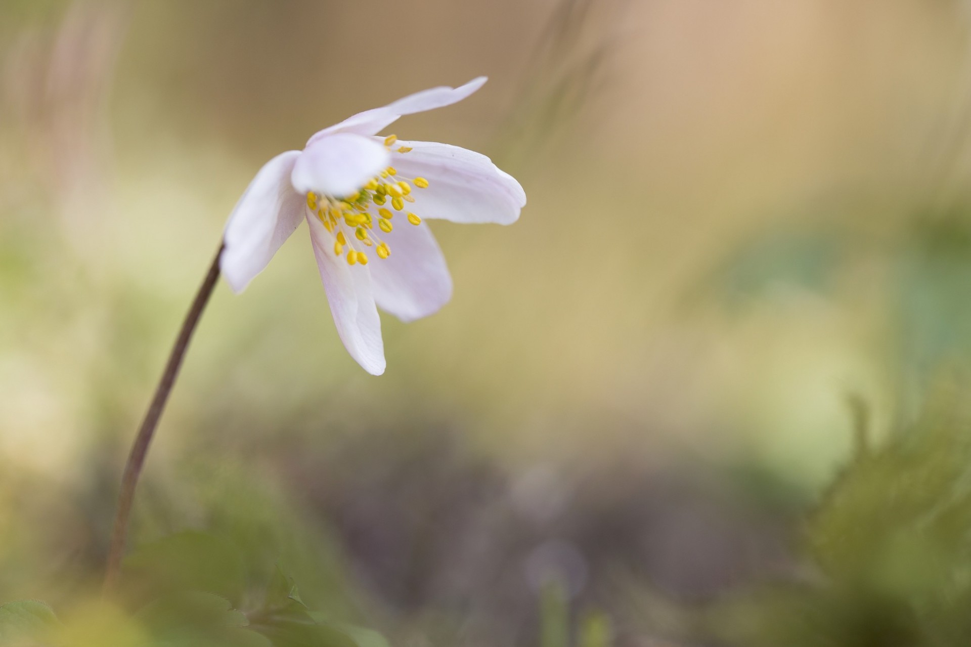 background flower blur white