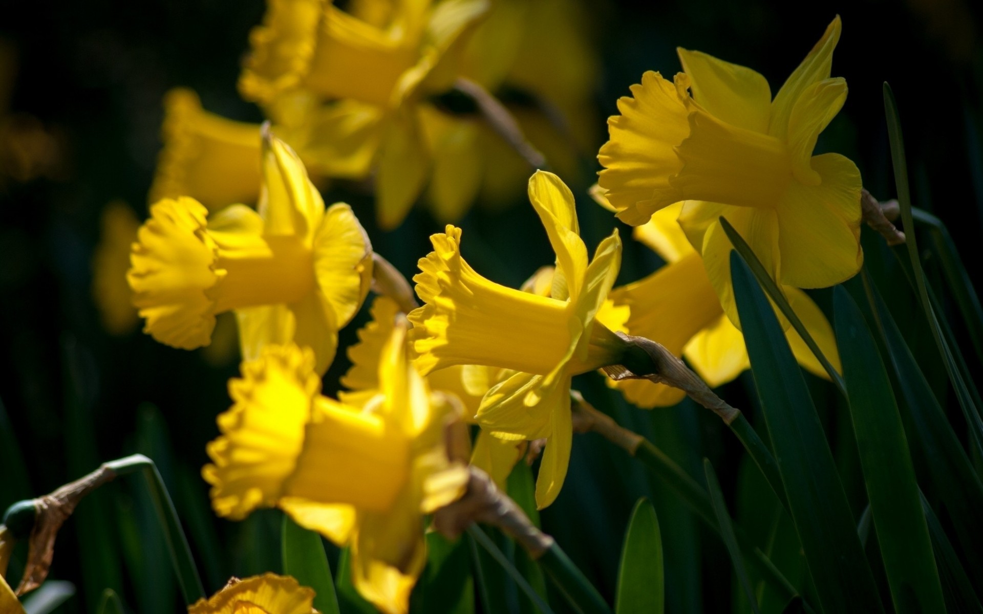 macro narcisi giallo