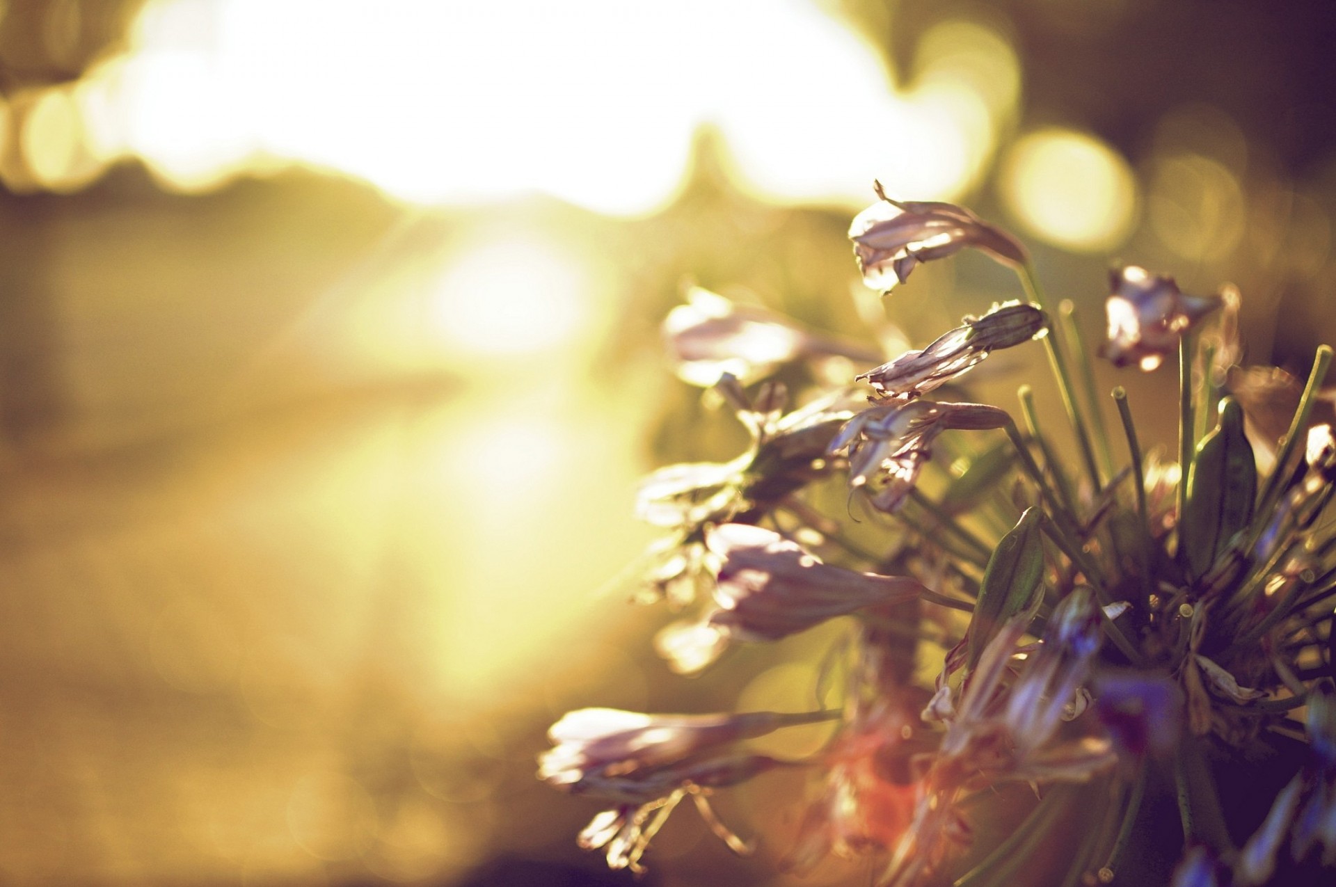 foglia fiori sfondo carta da parati sole fiore