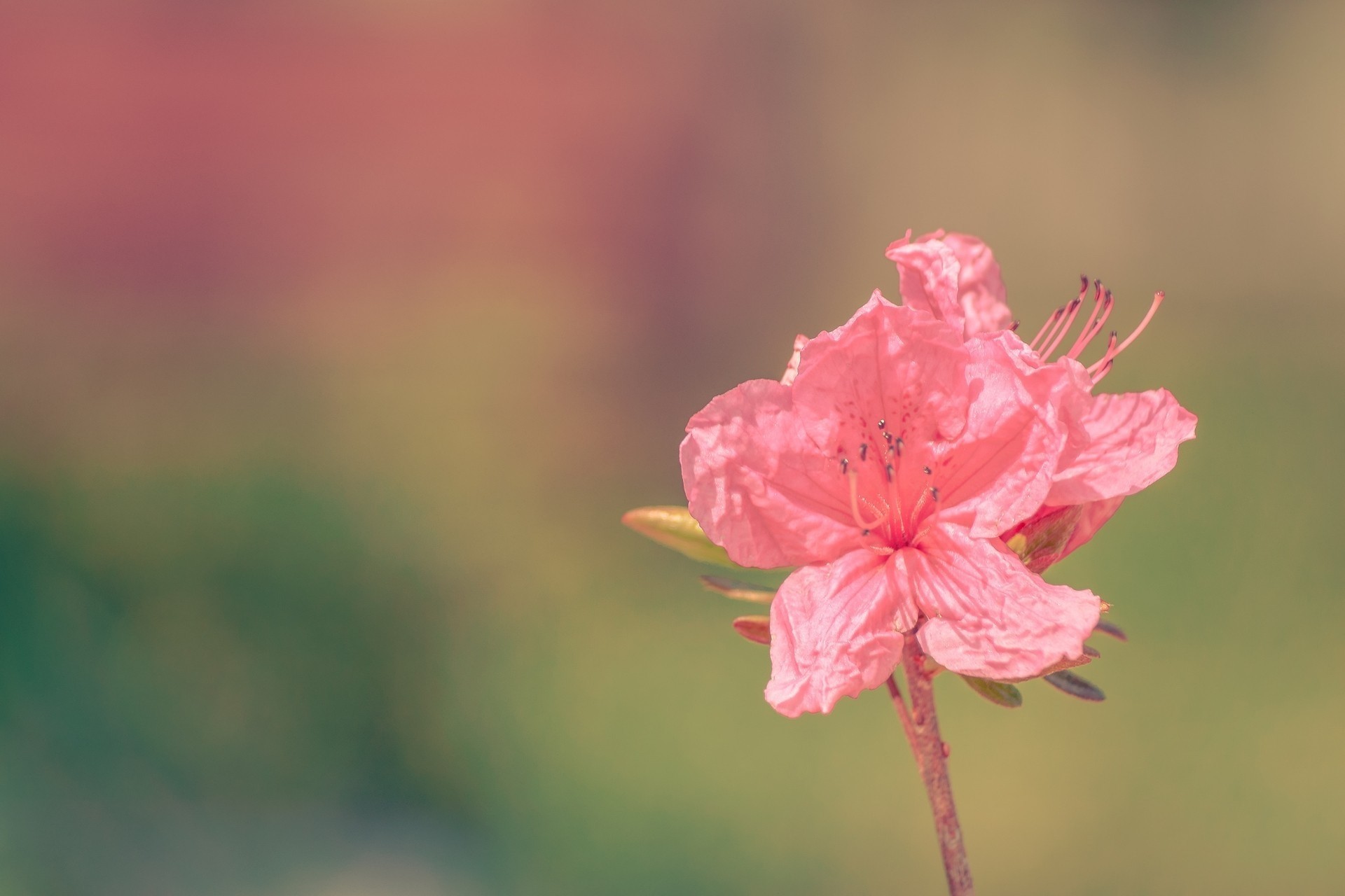 royal azalée fleur