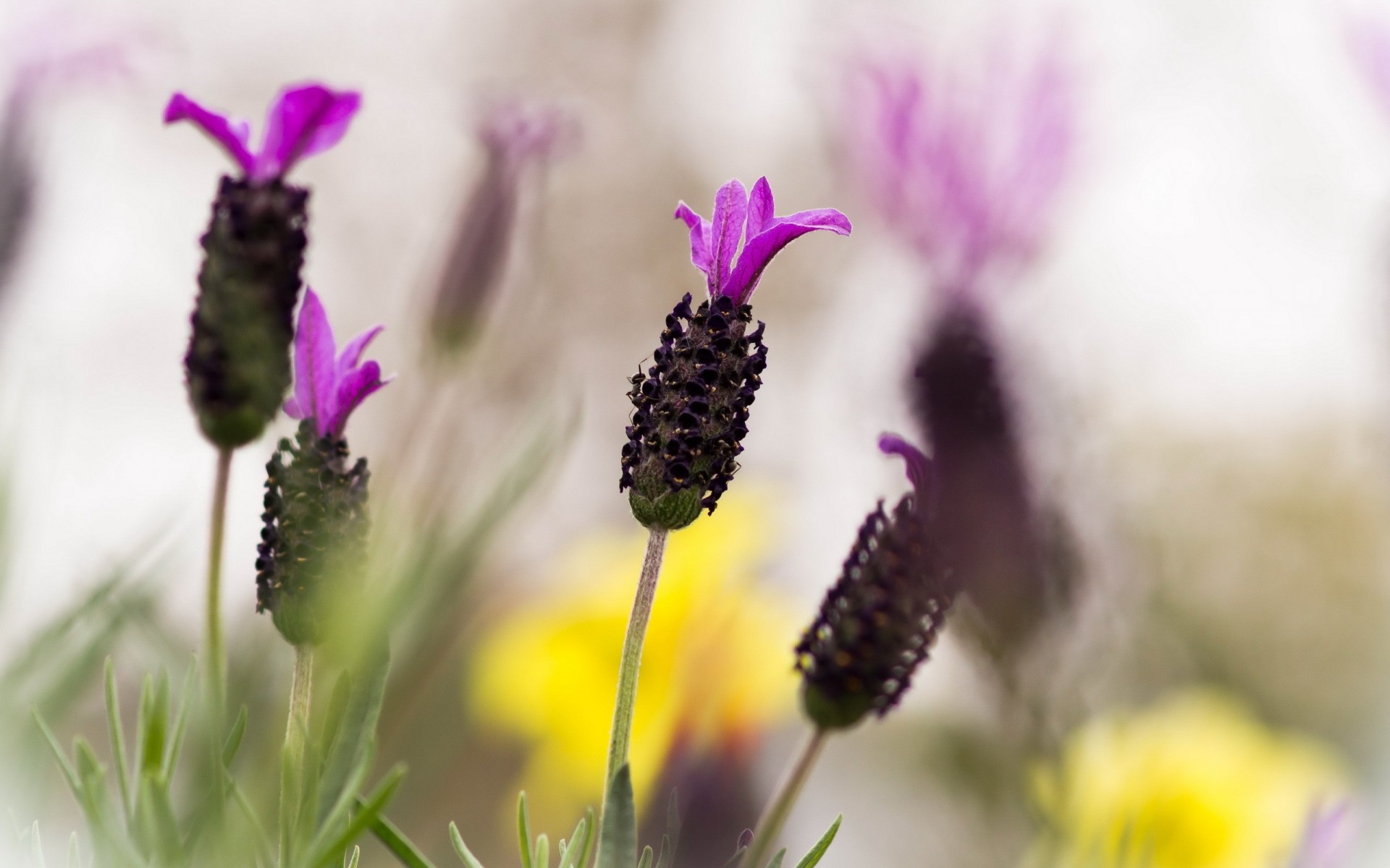 macro fiore lilla