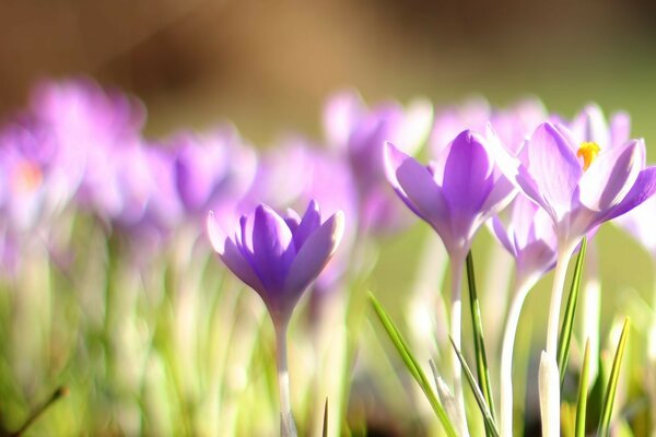 Iris de feolet al amanecer en primavera