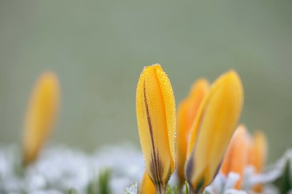 Macro shooting of a falling yellow flower