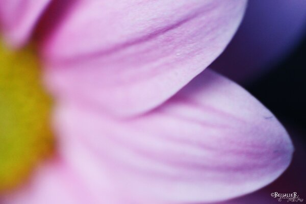 Macro shooting of a flower with lilac petals and a yellow core