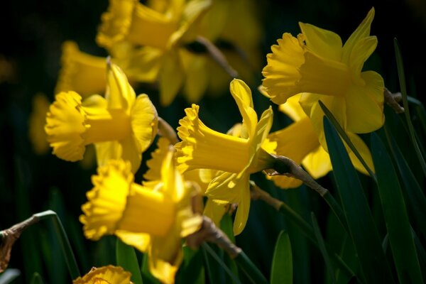 Macro disparo de narcisos amarillos