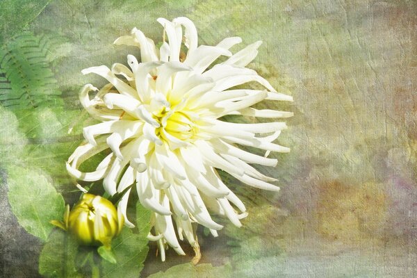 Texture of a white flower with a yellow center