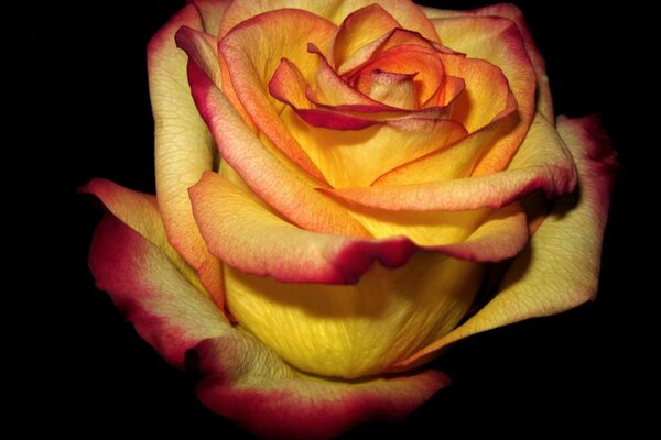 A bright rose bud on a black background