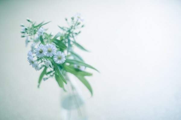 Fleurs dans un vase sur fond blanc