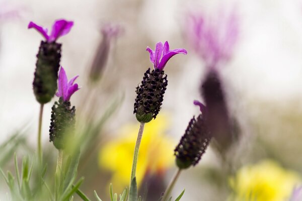 Riprese macro di fiori lilla