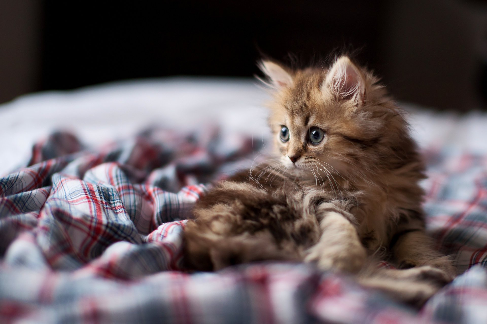 kätzchen daisy katze maulkorb blick fokus katze