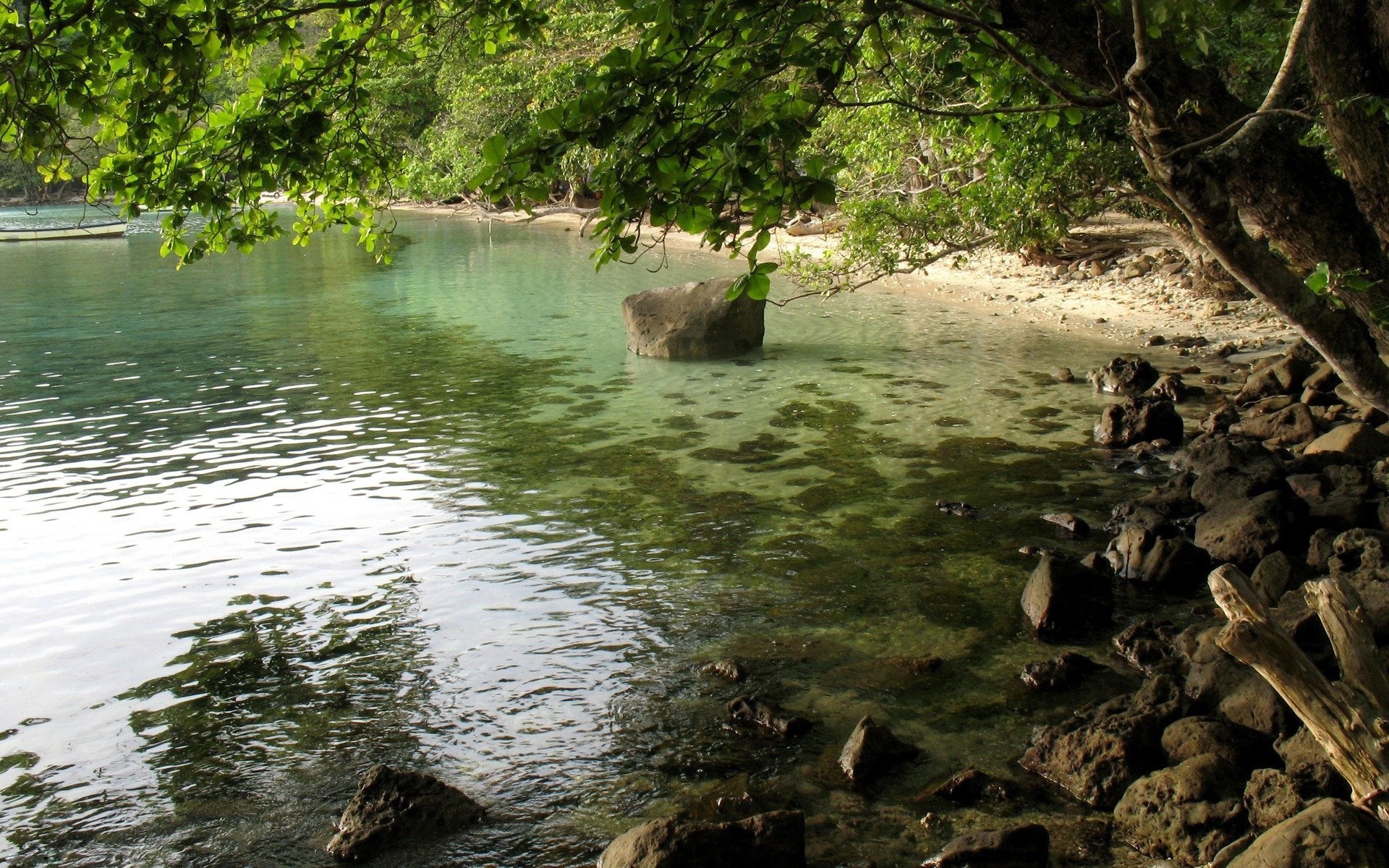 tones foliage tree shadow water