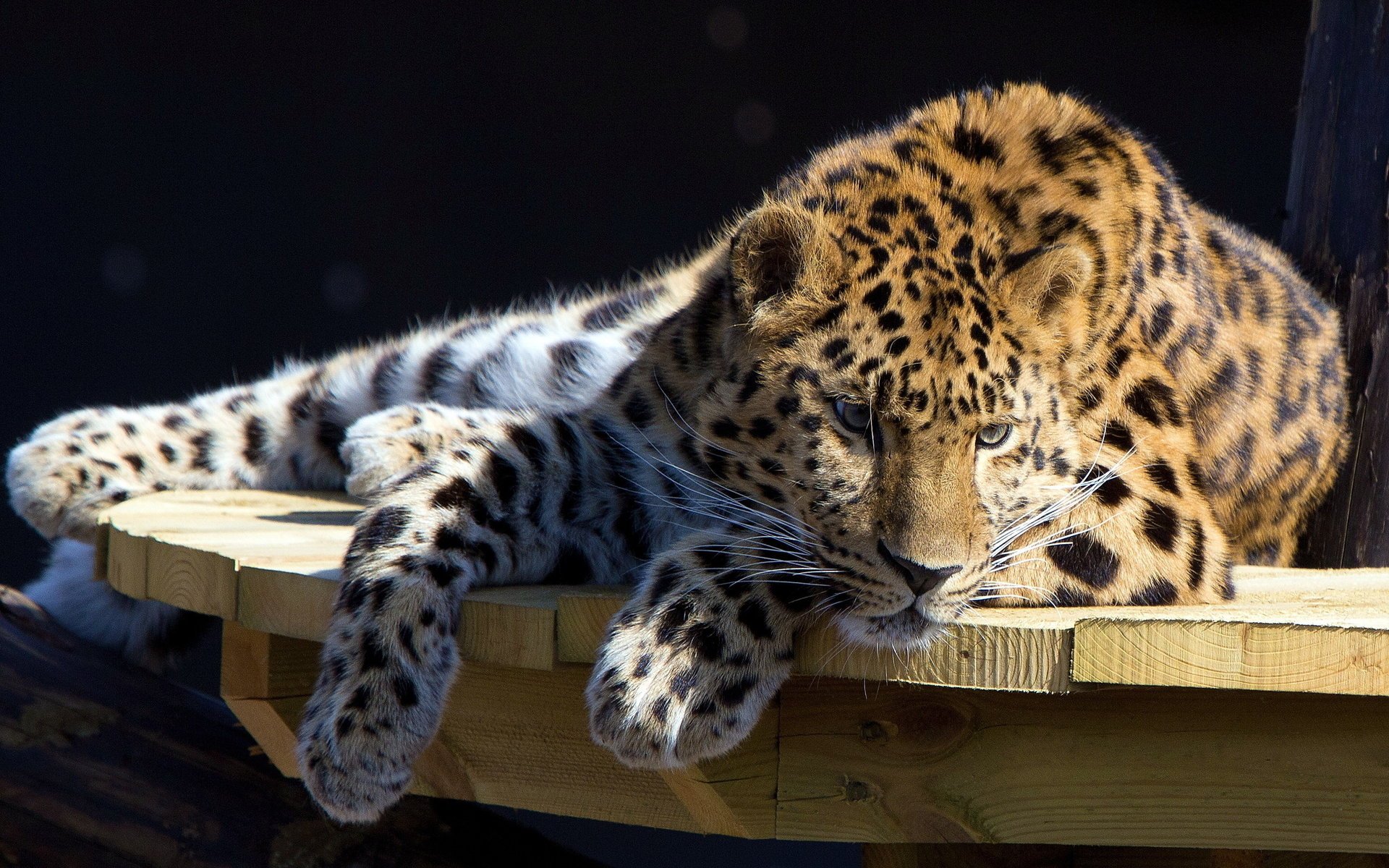 leopardo riposo tavolo si trova guarda