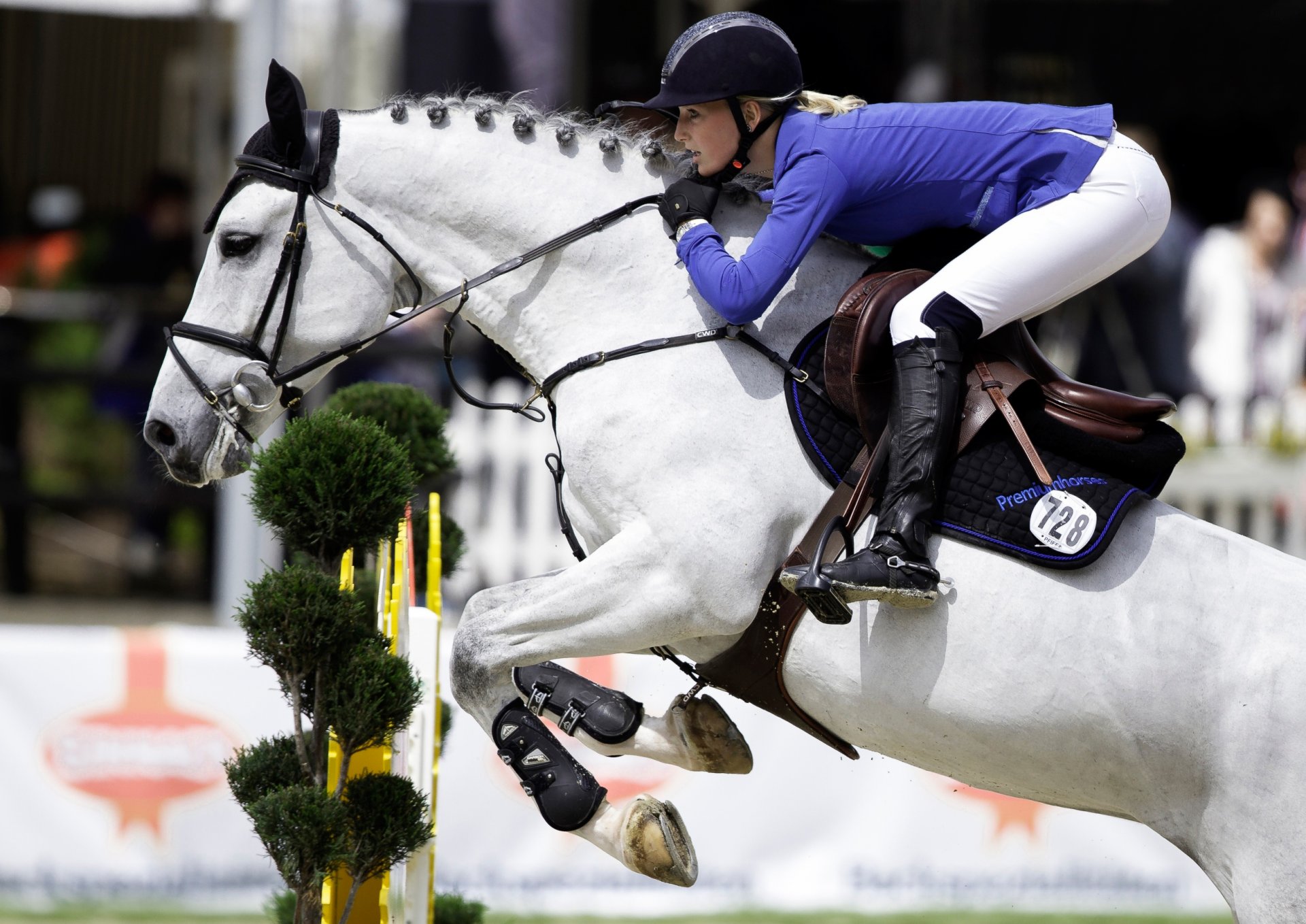 saut d obstacles équitation cavalier