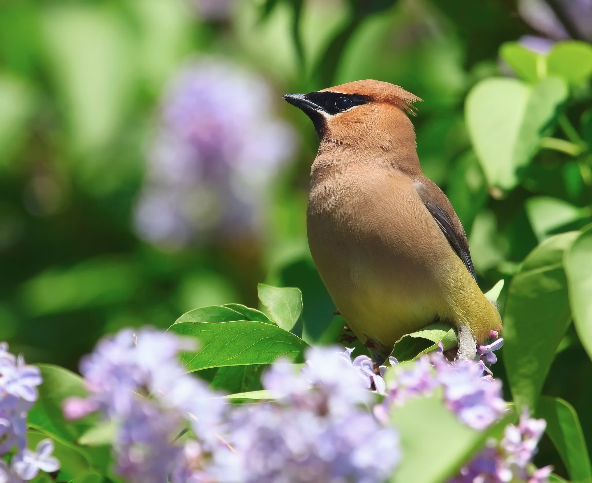 fleurs oiseau nature buisson printemps porcin gris