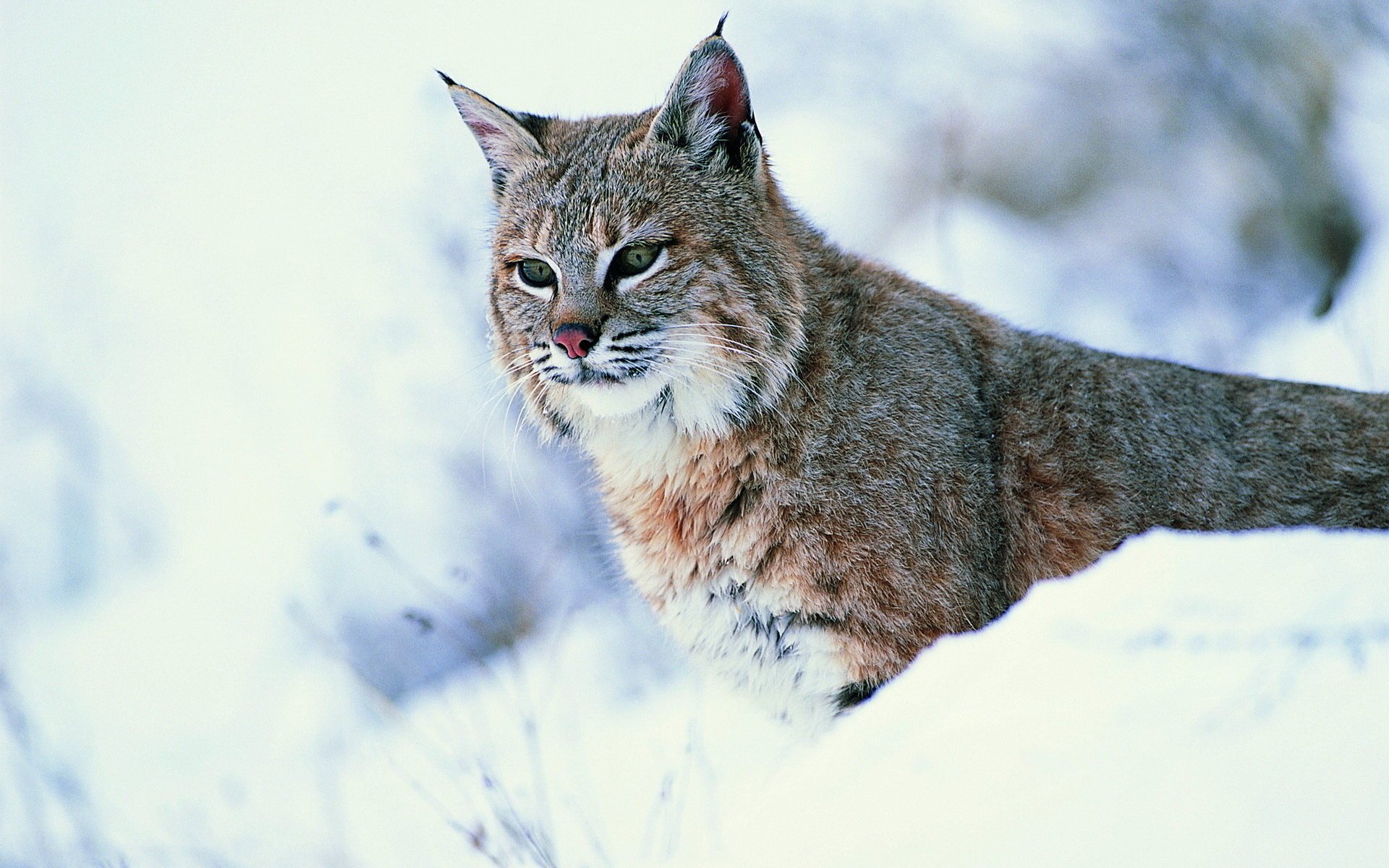 lynx vue chat sauvage neige