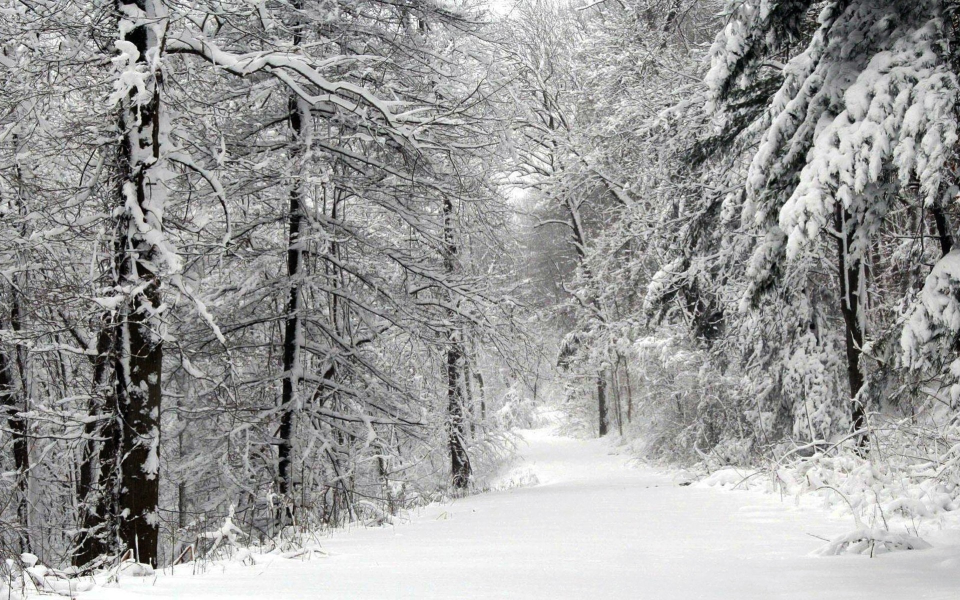 wald palmen schnee winter straße