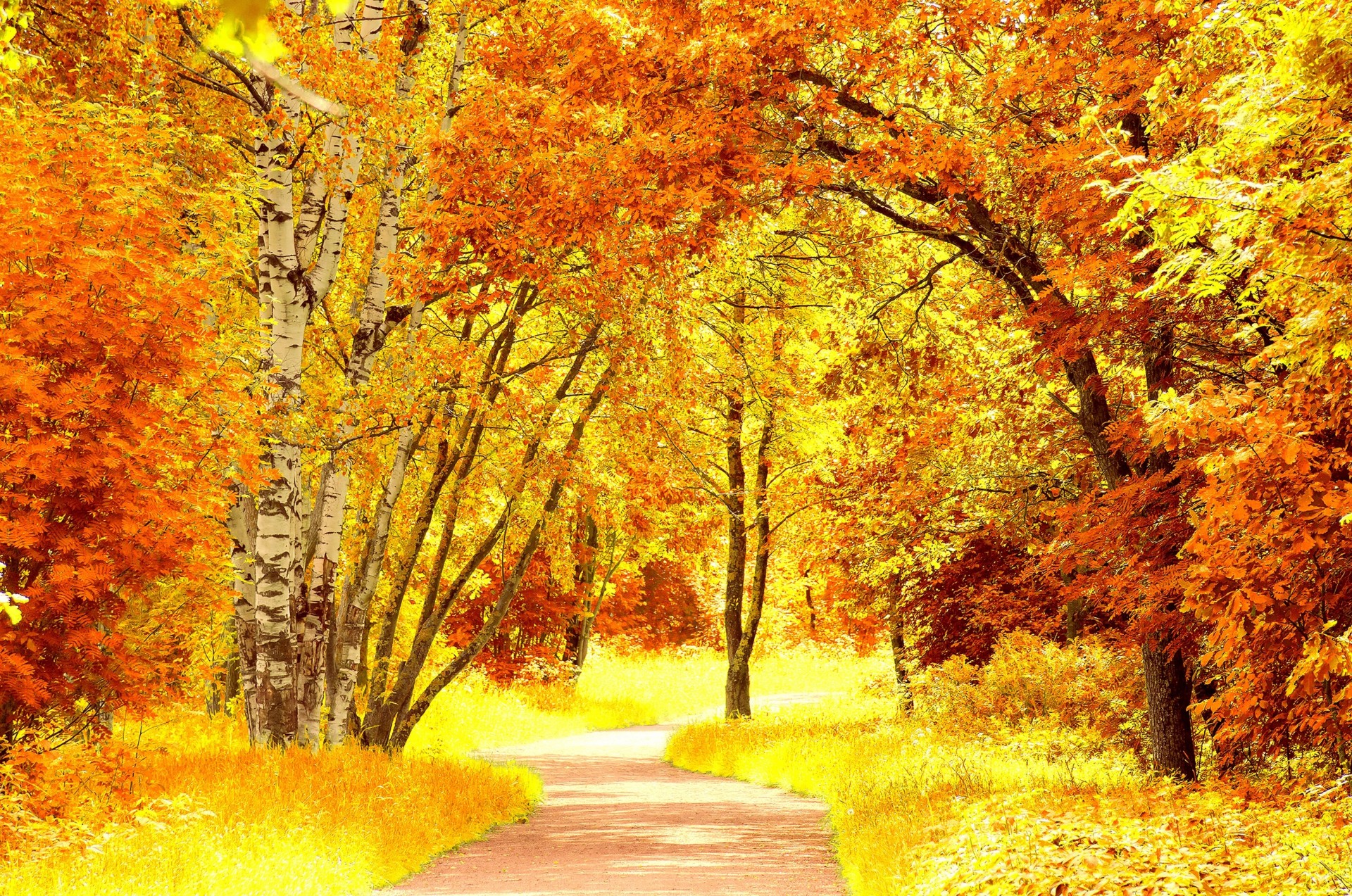 feuille automne arbres jaune