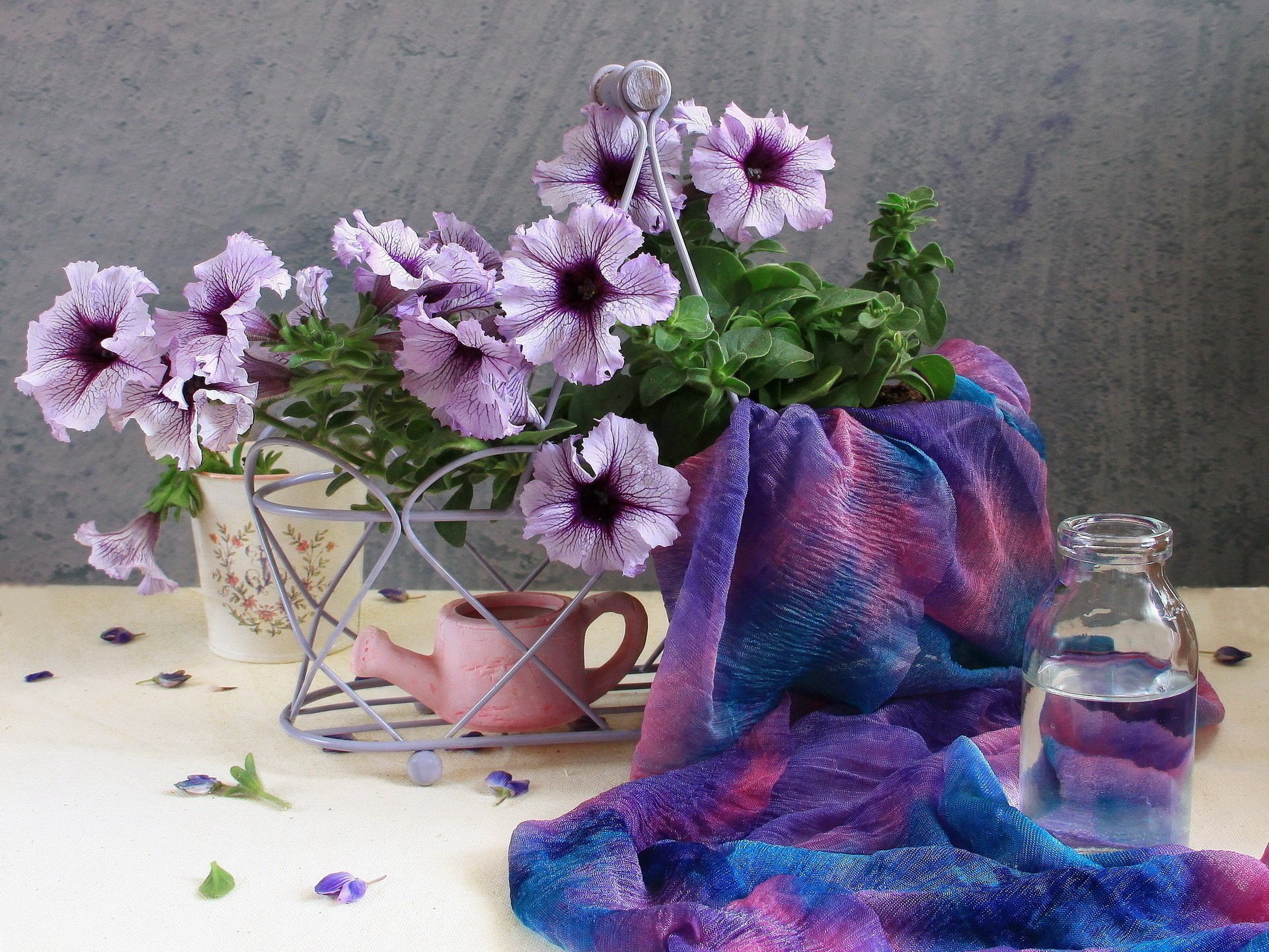 flores petunias petunia tierna hermosa jardín