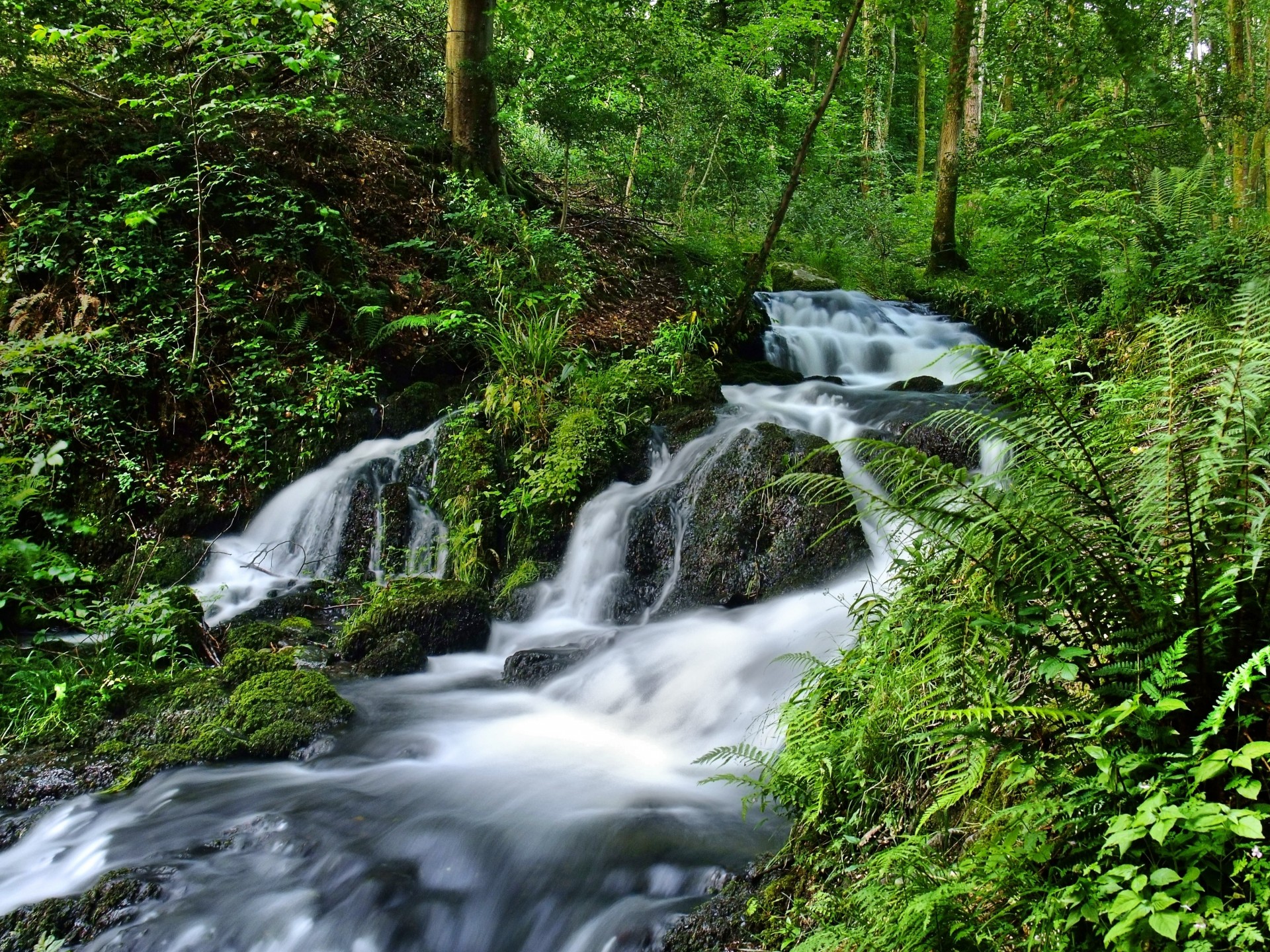 bosque cascada naturaleza