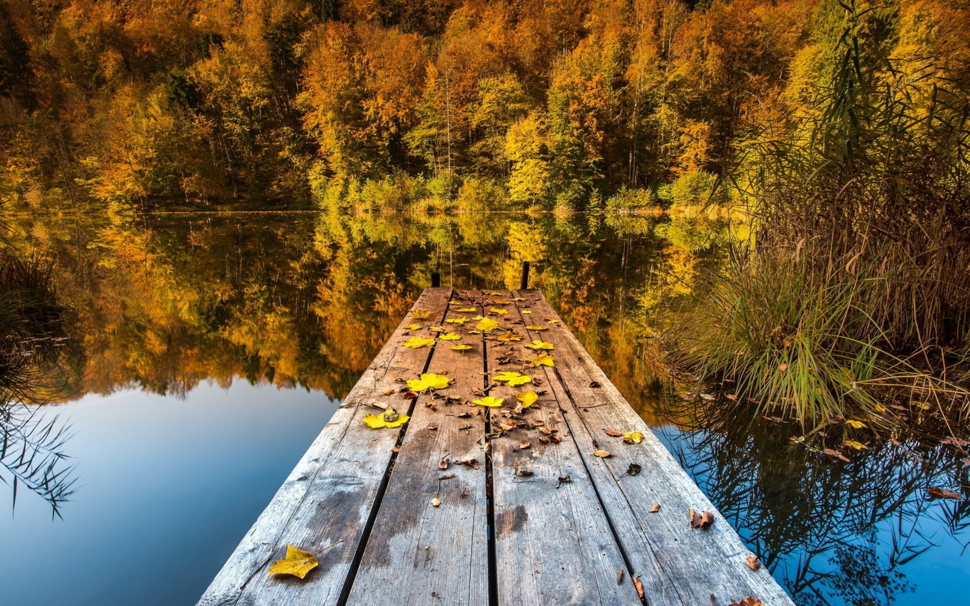 liść jesień most jezioro natura