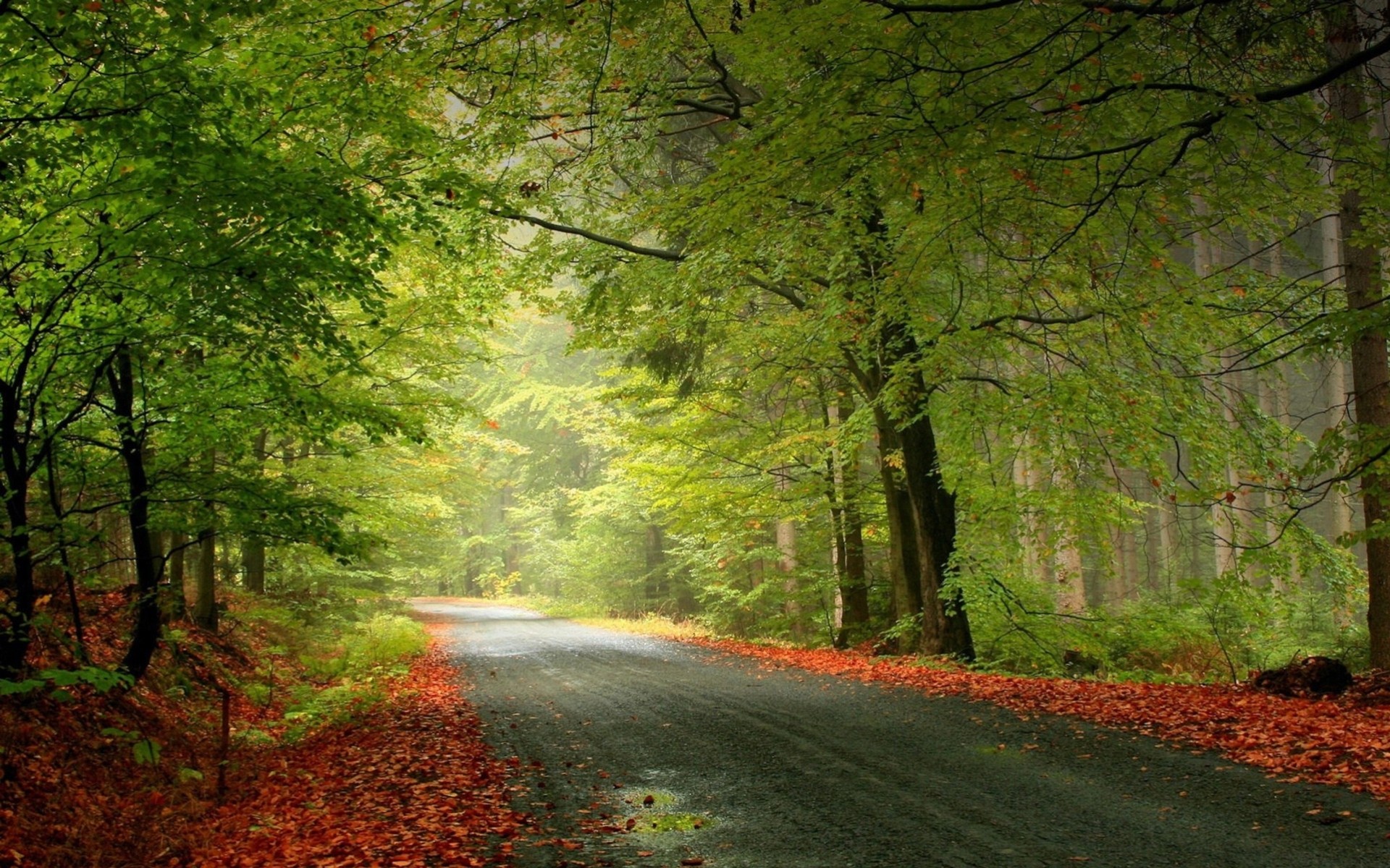 automne route paysages forêt