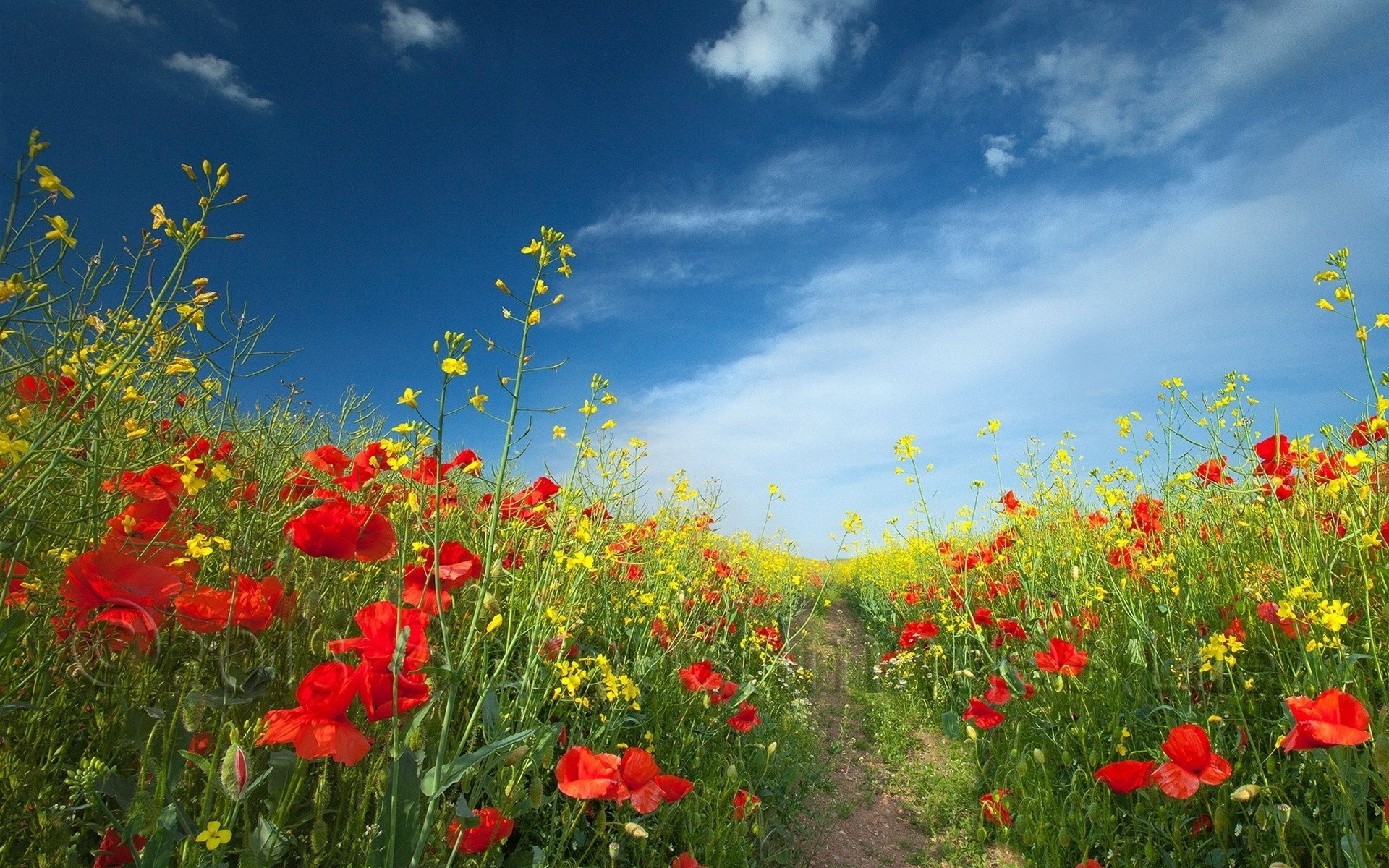 the field landscape summer flower