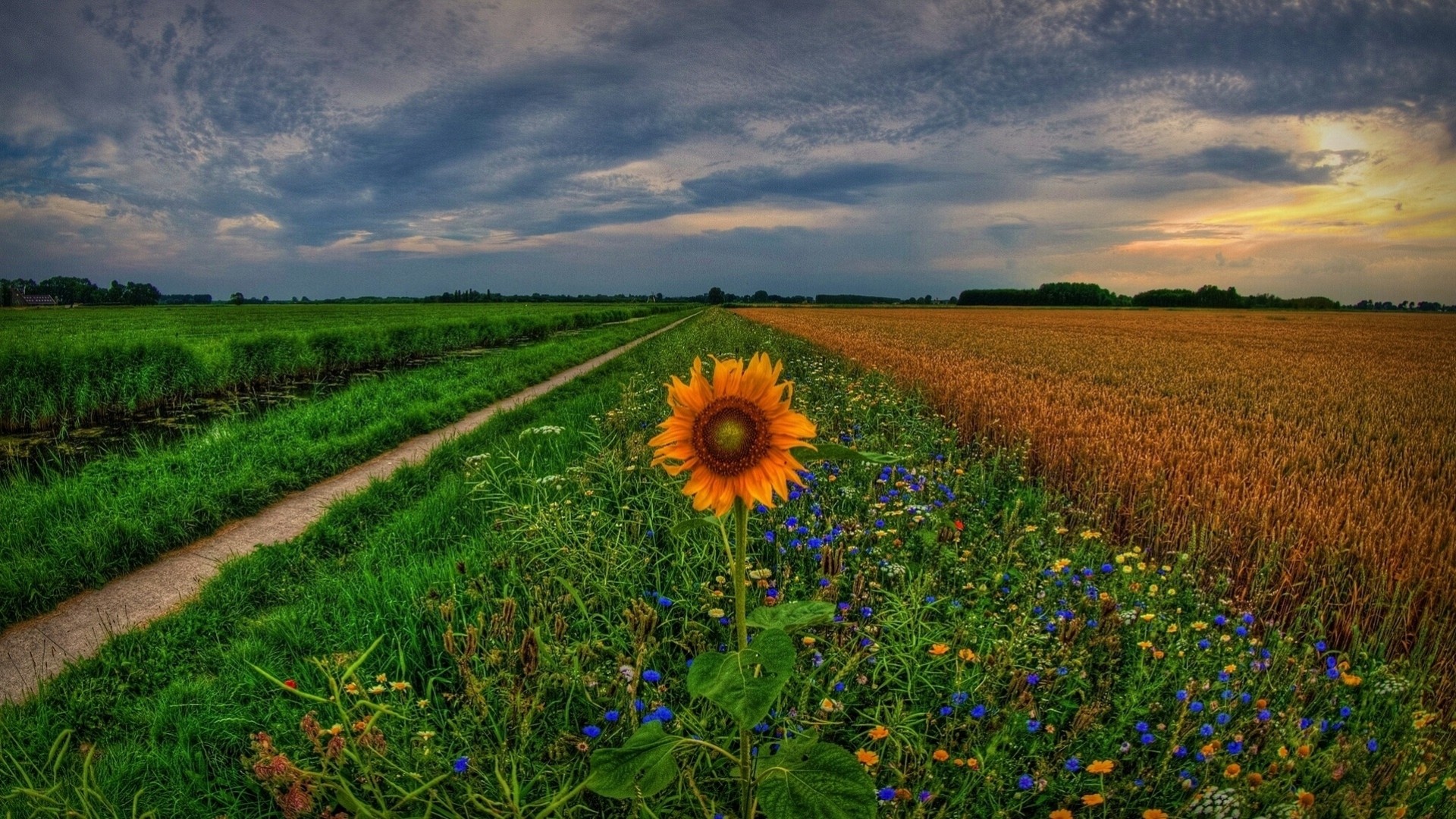 groningen holland track sunset netherlands flowers field sunflower