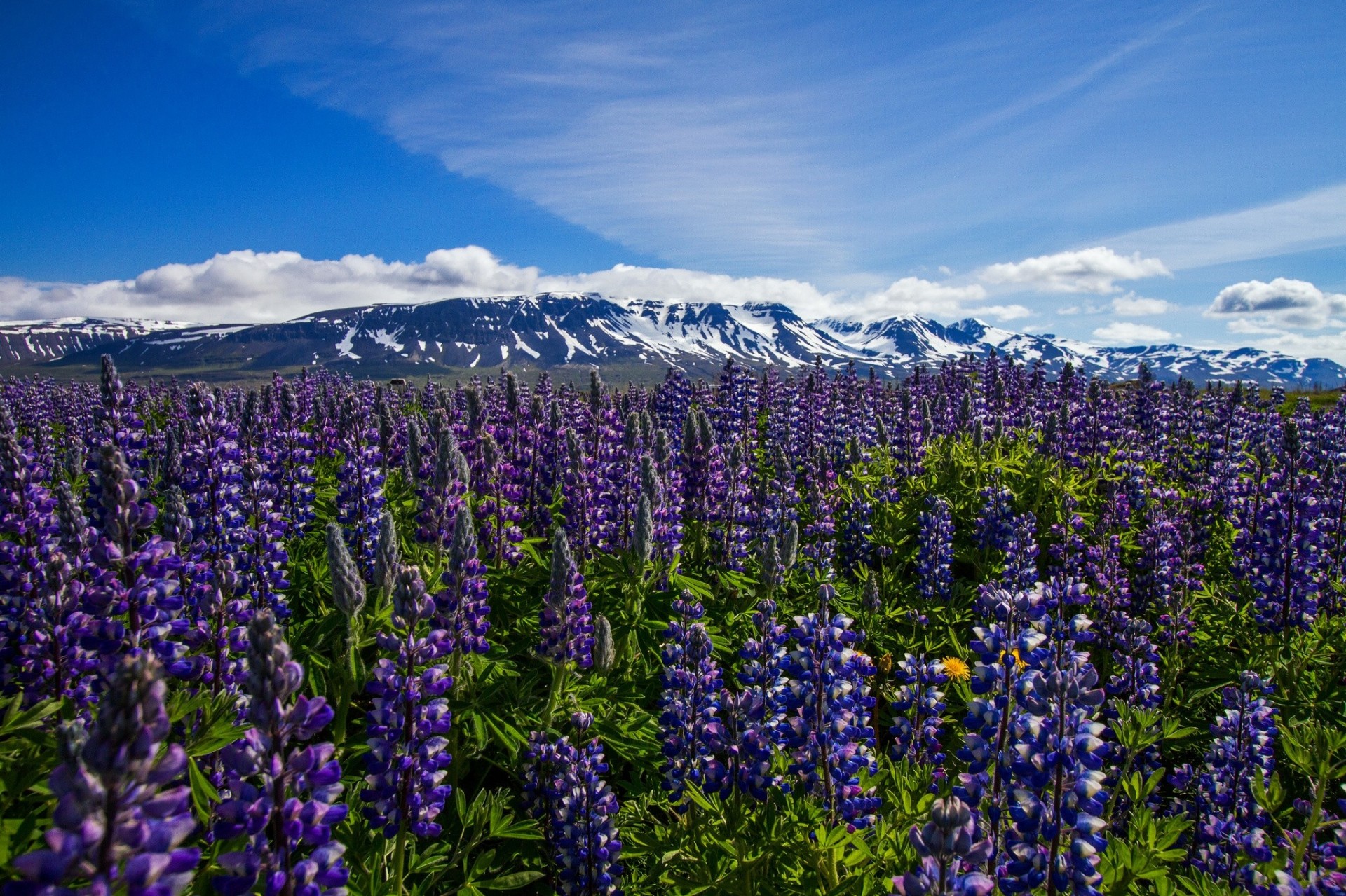 fleurs lupins montagnes islande prairie