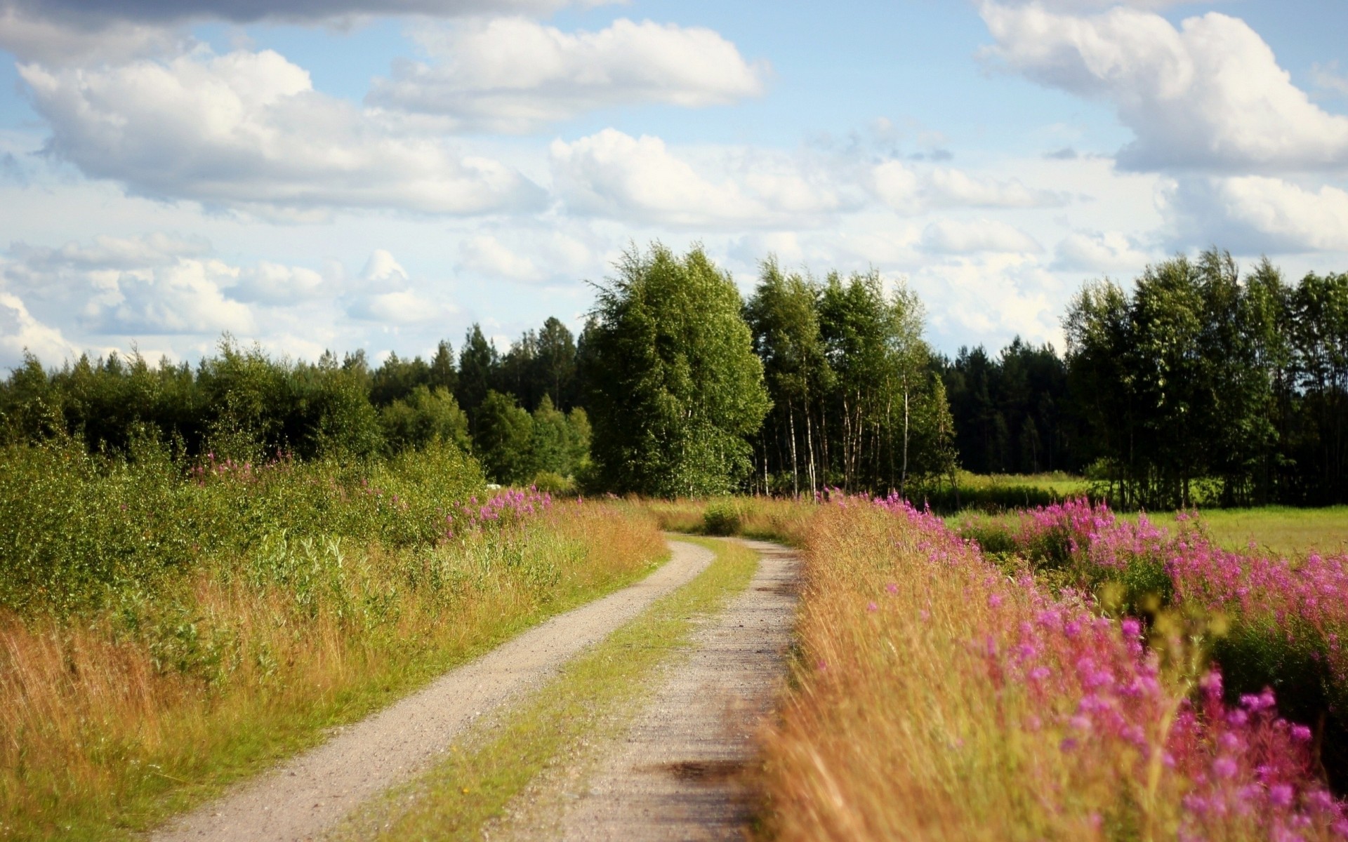 cielo alberi fango fiori bordo della strada nuvole strada