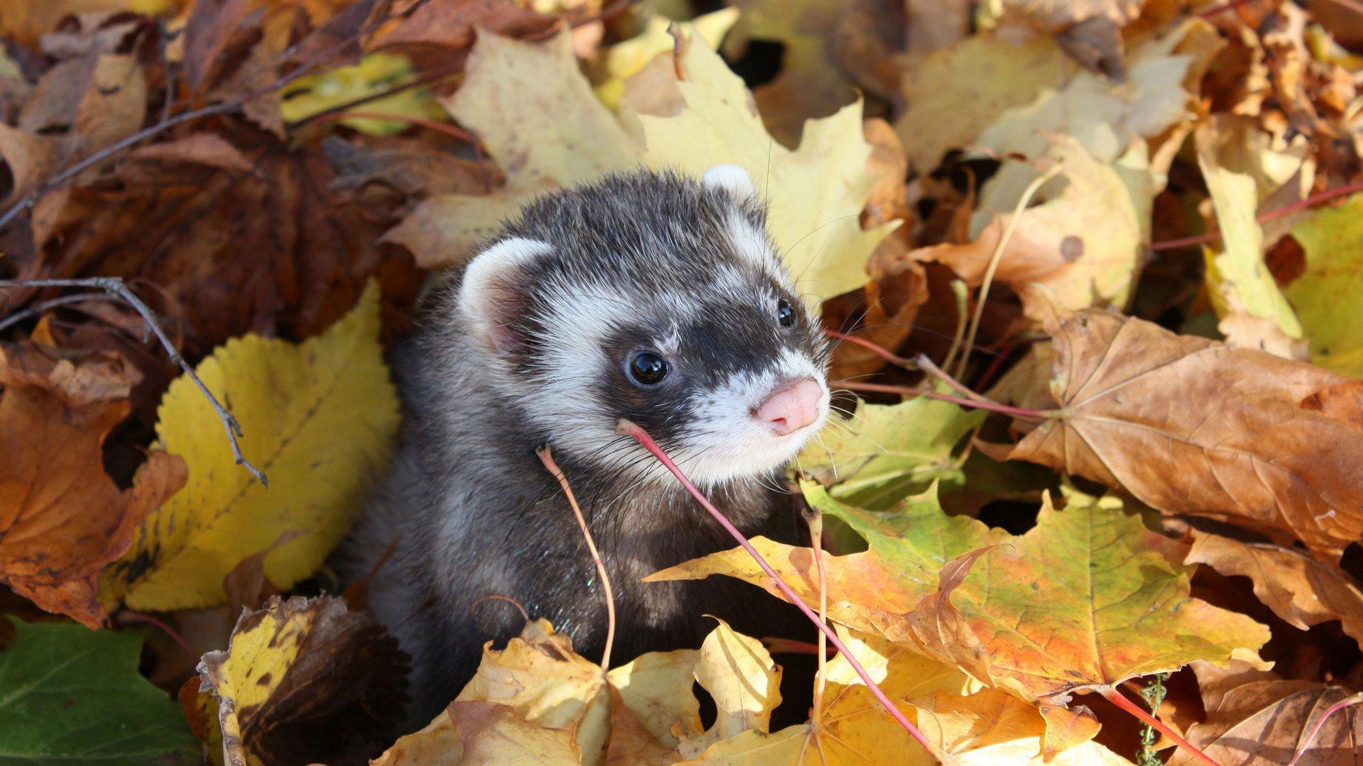 ferret freda autumn leaves muzzle