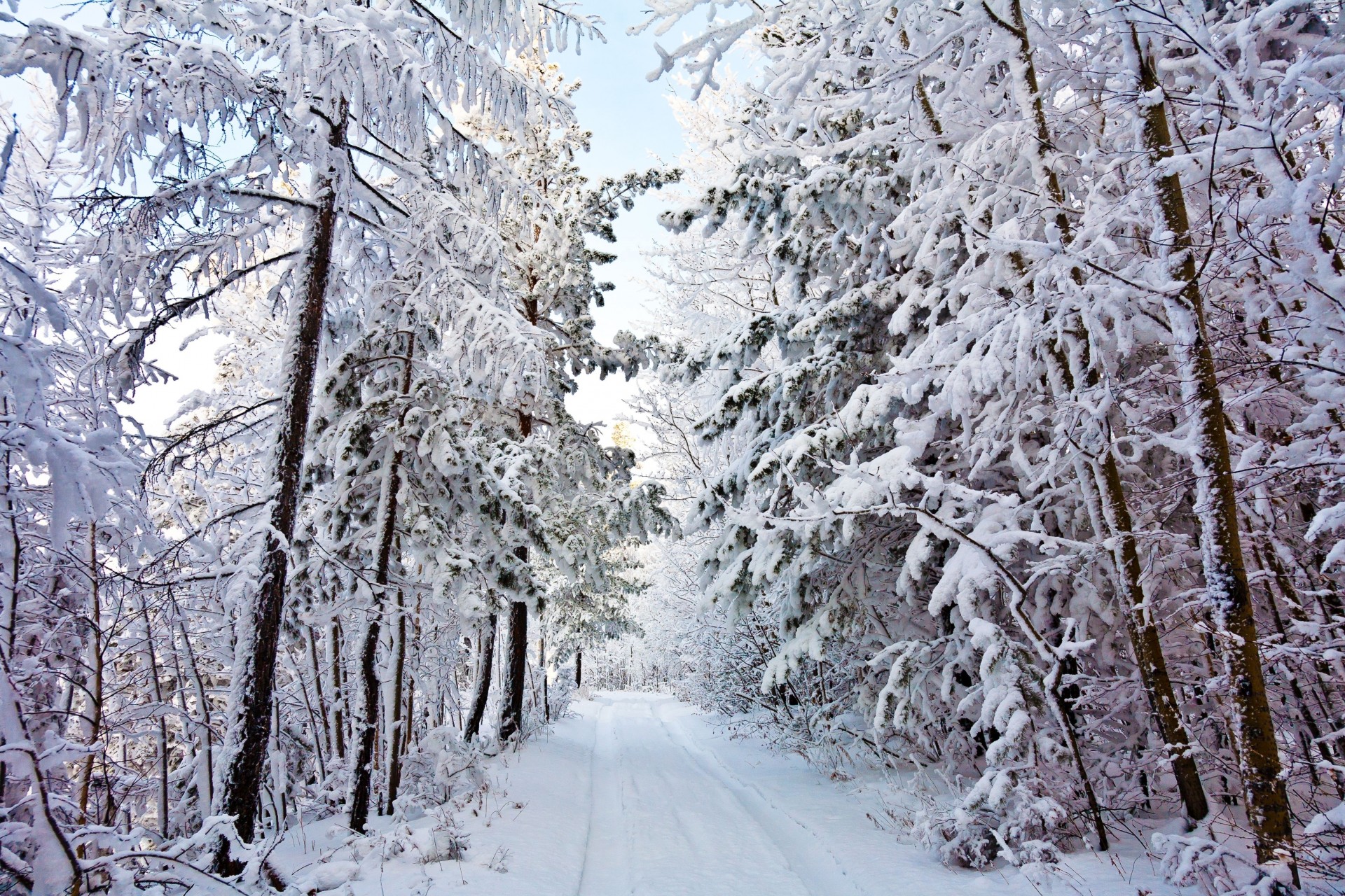 strada paesaggio inverno alberi nella neve