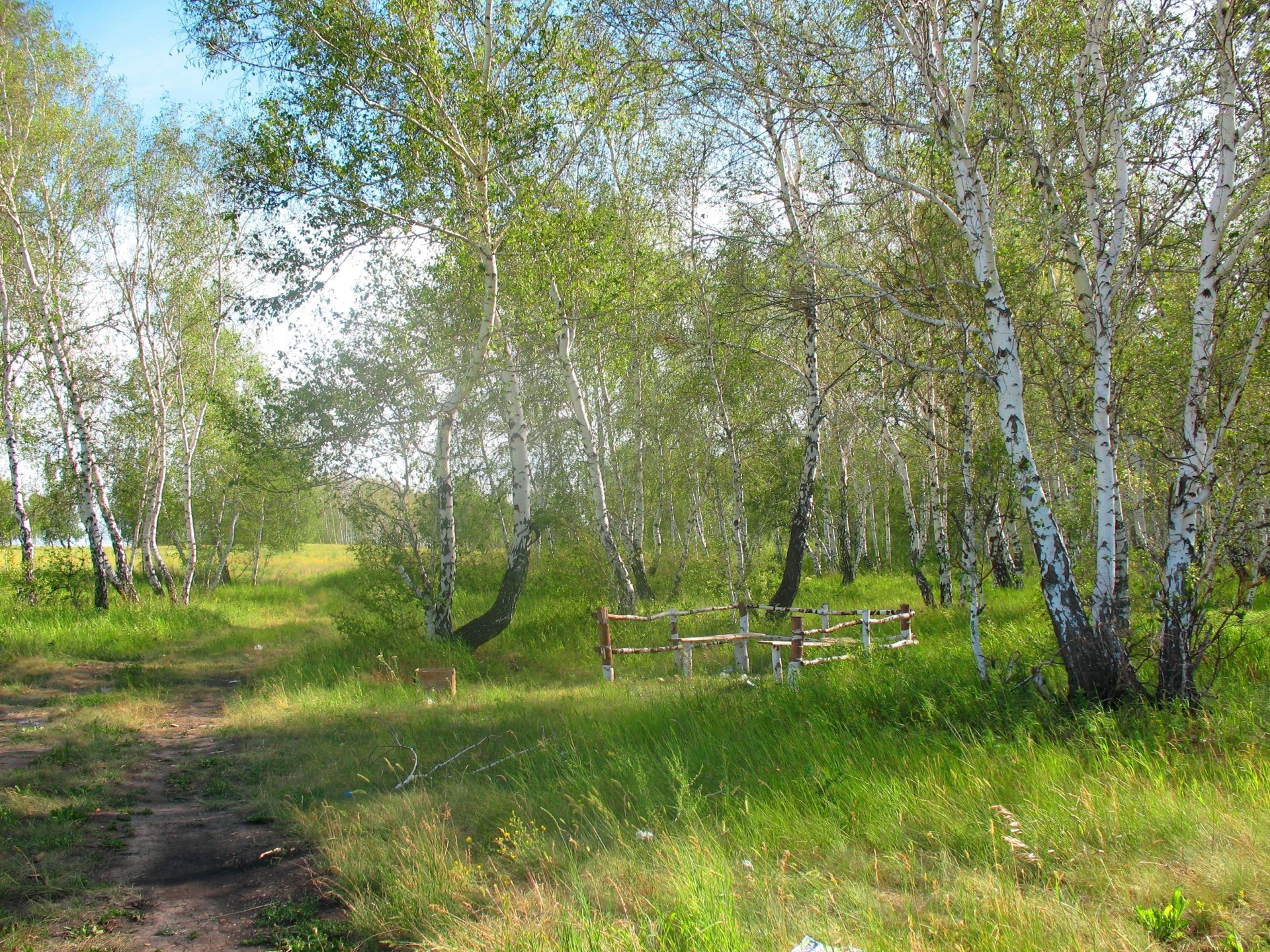 verdure kazakhstan forêt arbres été bouleau loisirs sylviculture