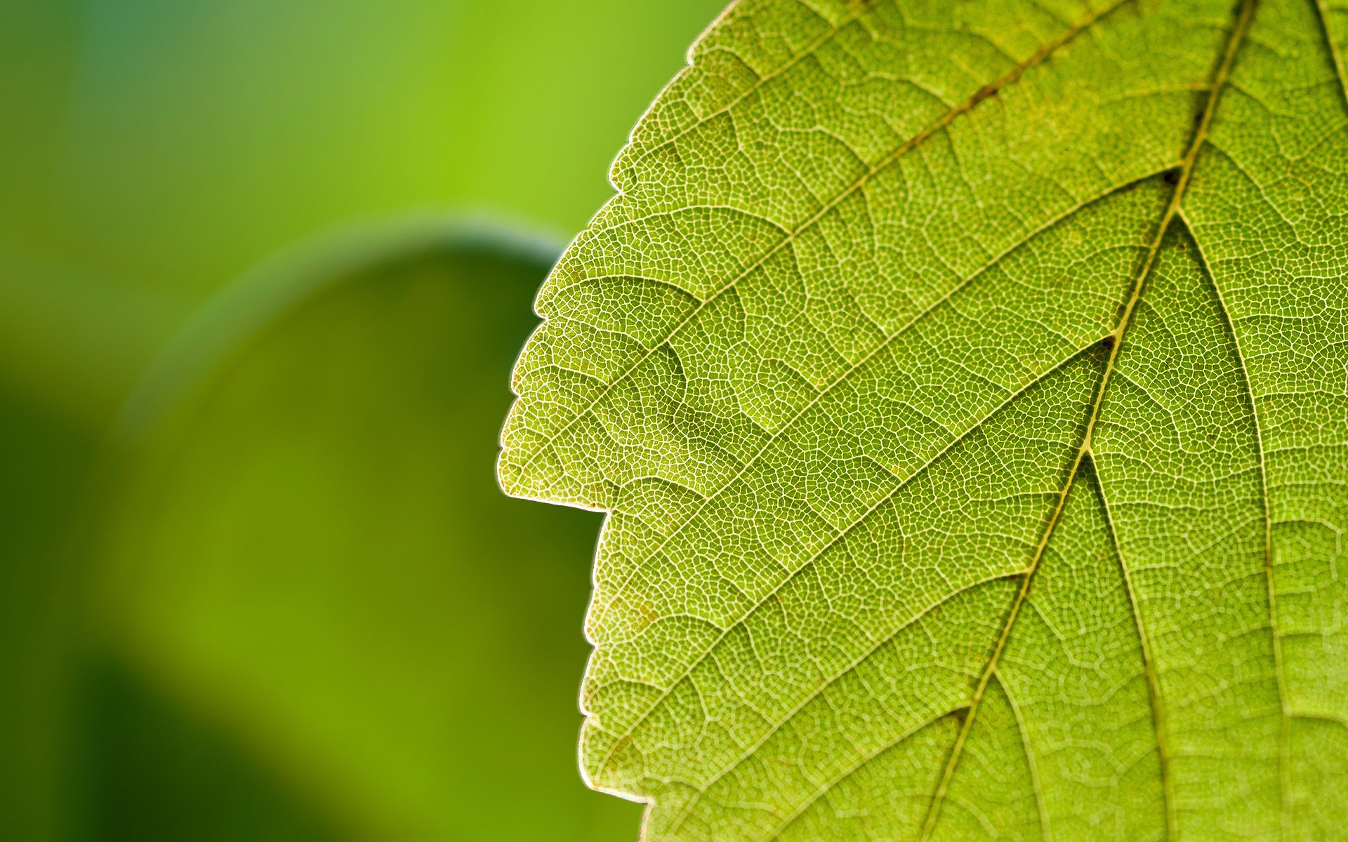 liść natura zieleń makro