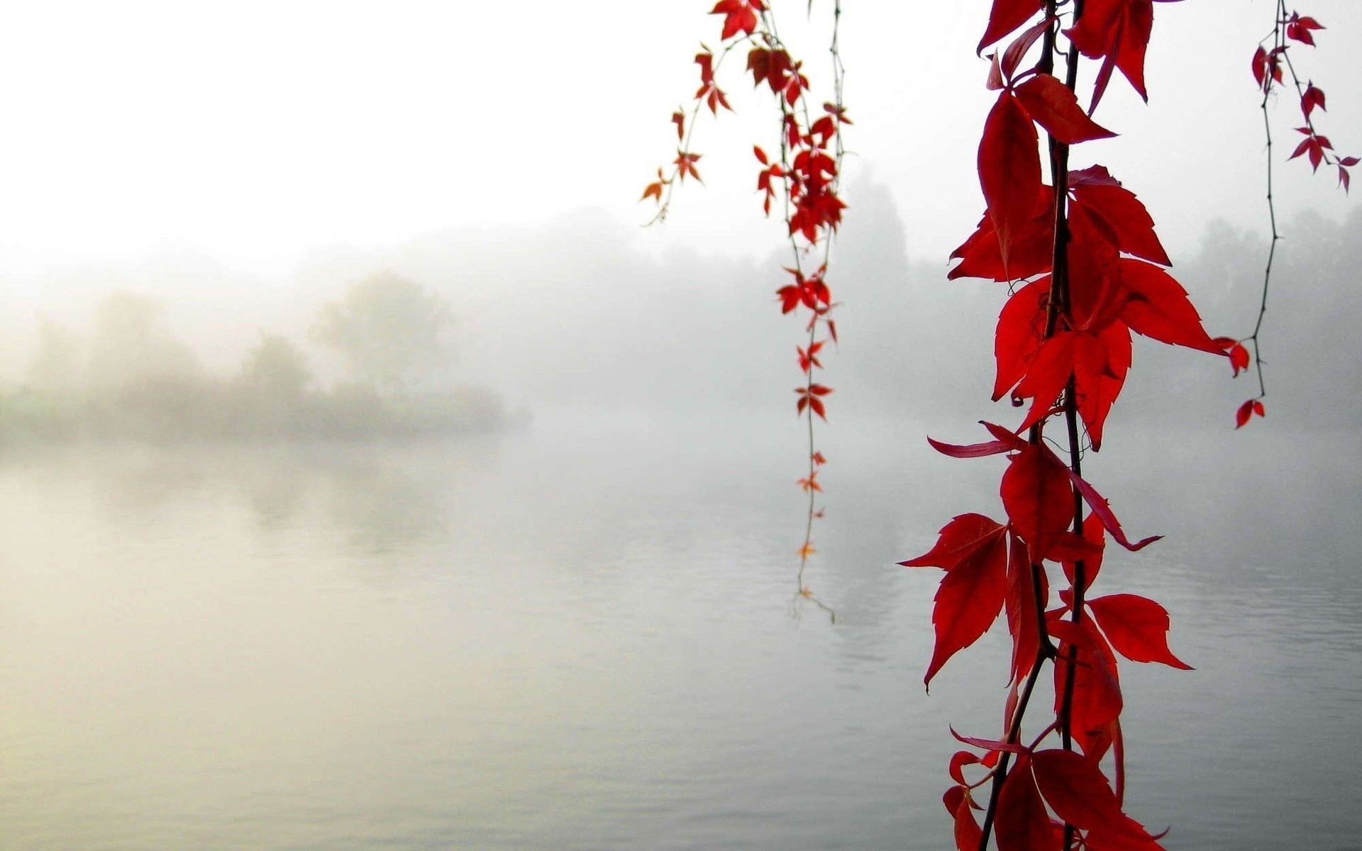 autunno foglia rosso