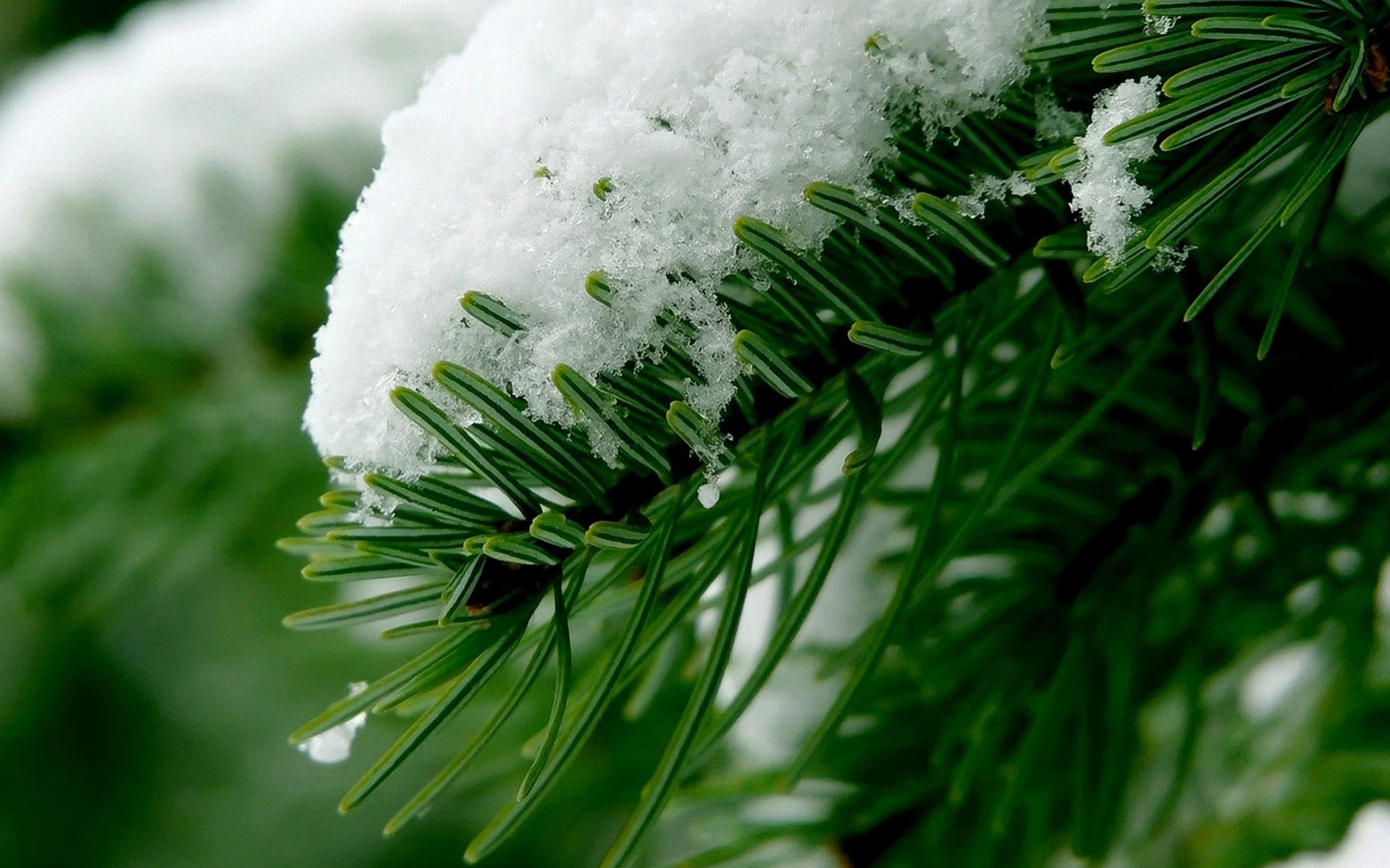 macro palme neve inverno