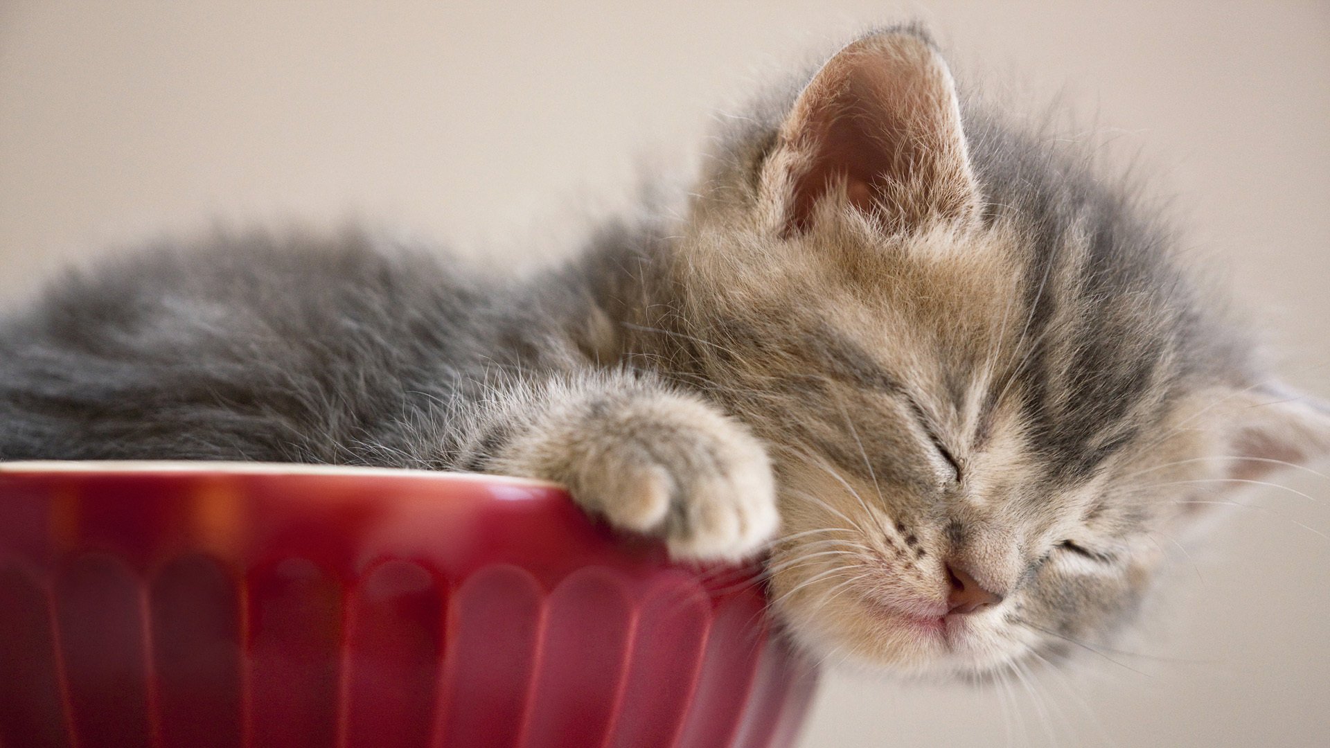 chaton sommeil bébé