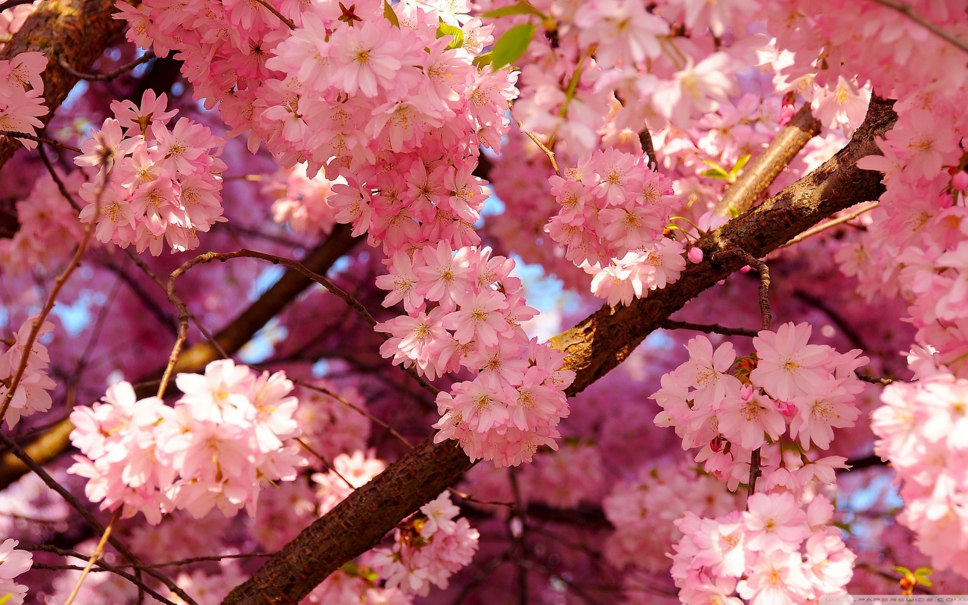 pink flower sakura