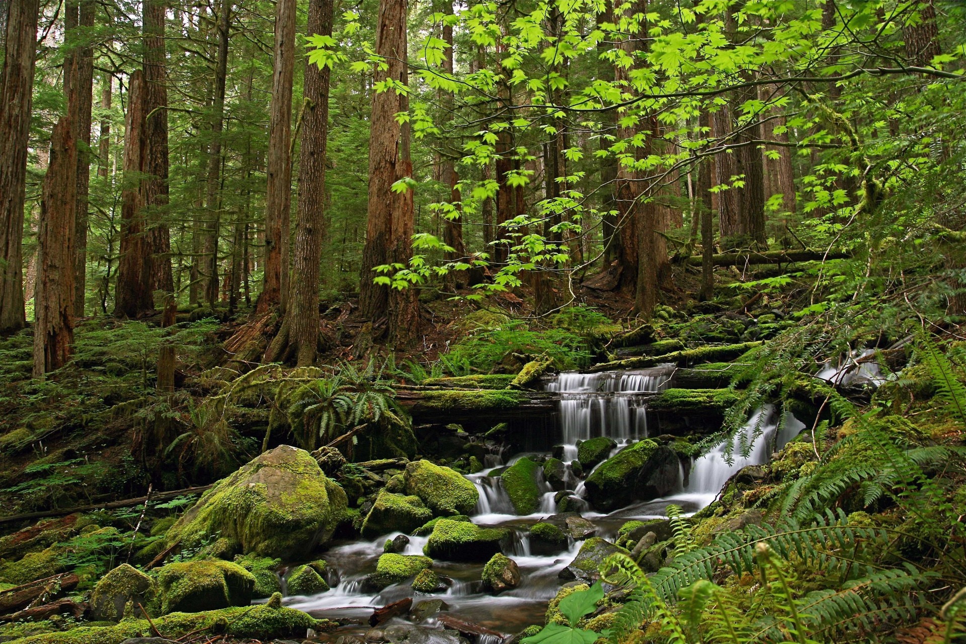 arbres forêt cascade nature