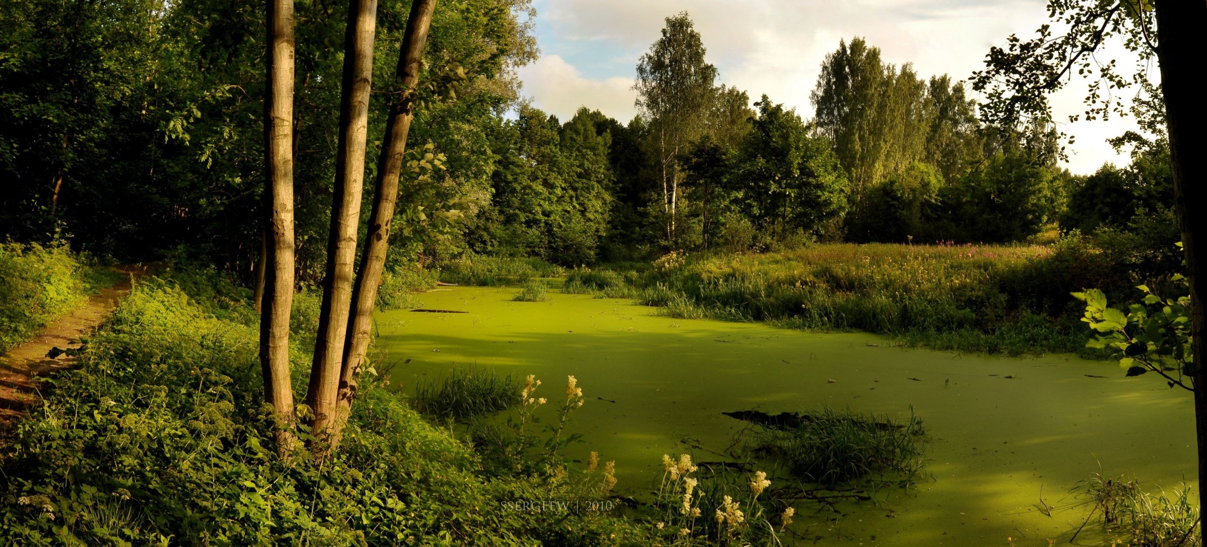 bäume wald serg-sergeew fluss