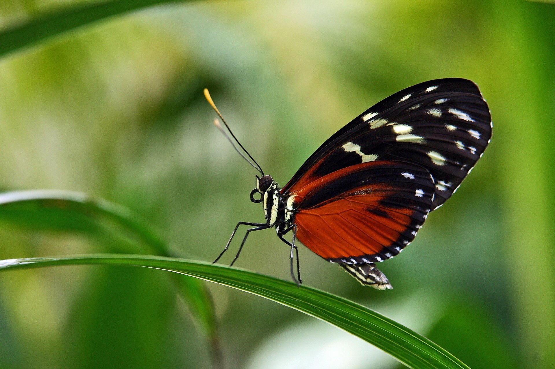 schmetterling sitzt auf einem blatt heliconid bunt